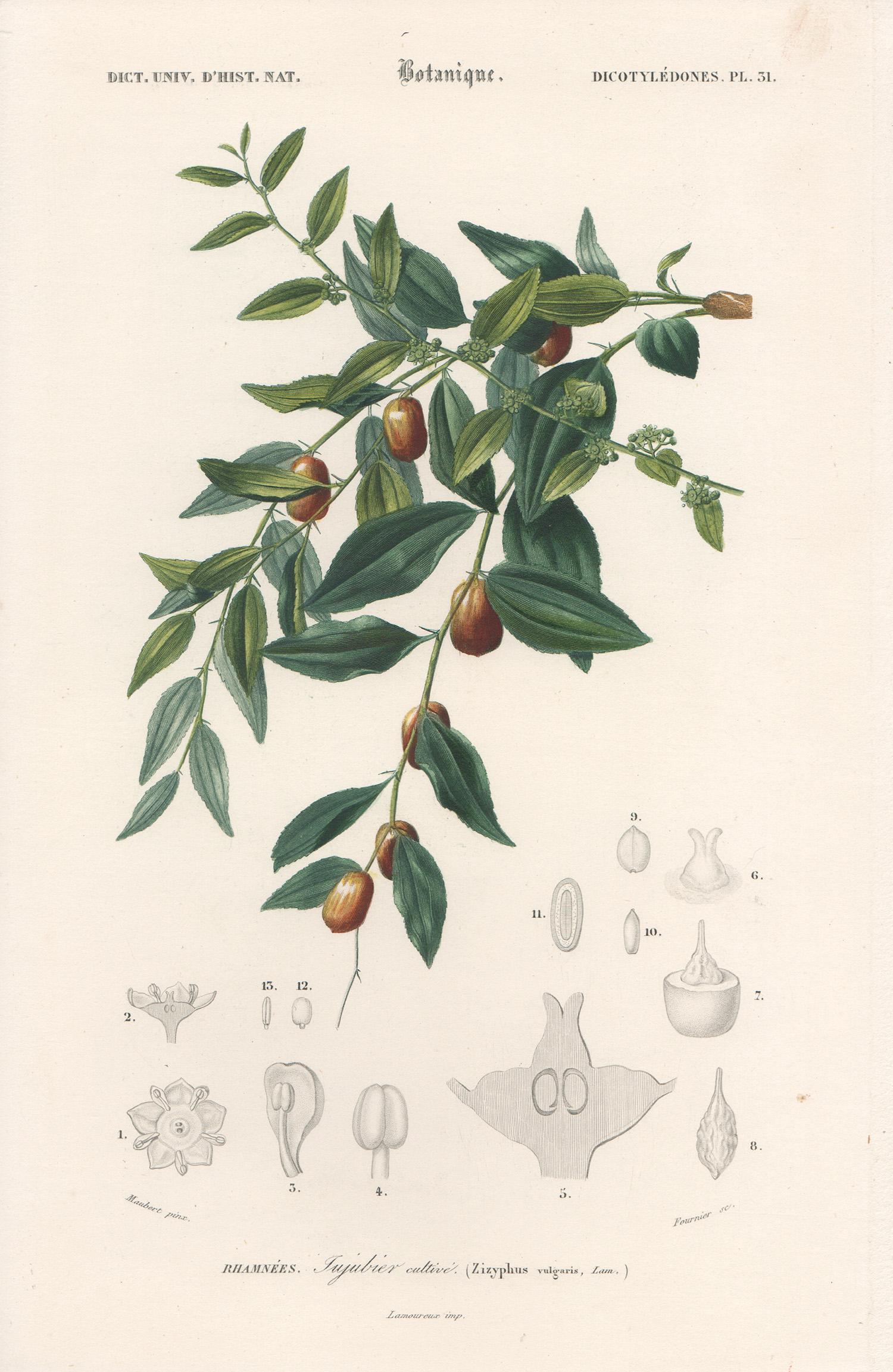 Unknown Still-Life Print - Jujubier cultive (Zizyphus vulgaris), French botanical engraving, 1849