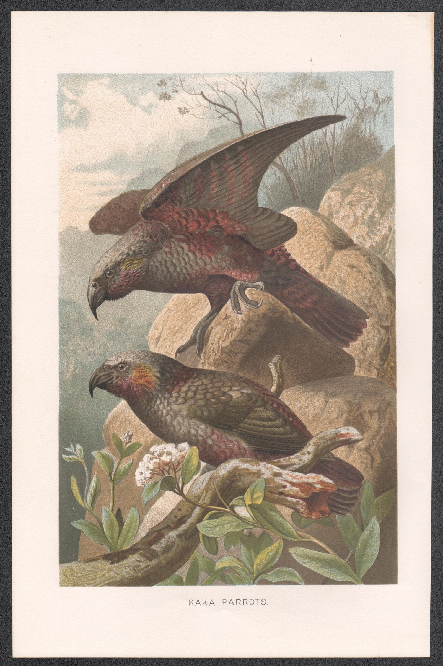 Kaka Parrots, Antique New Zealand Bird Parrot Chromolithograph, circa 1895 - Print by Unknown