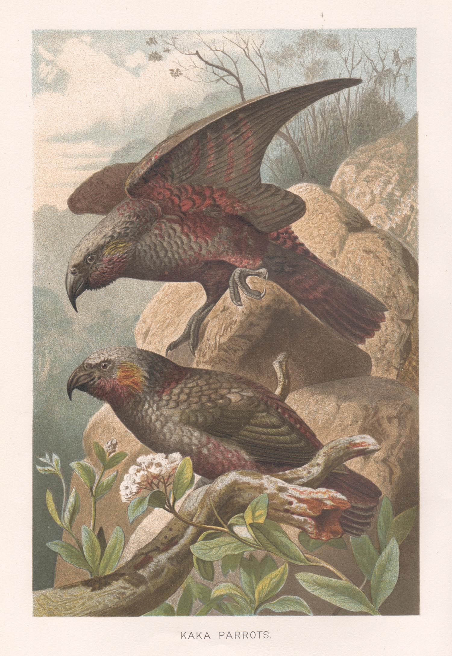 Kaka Parrots, Antique New Zealand Bird Parrot Chromolithograph, circa 1895