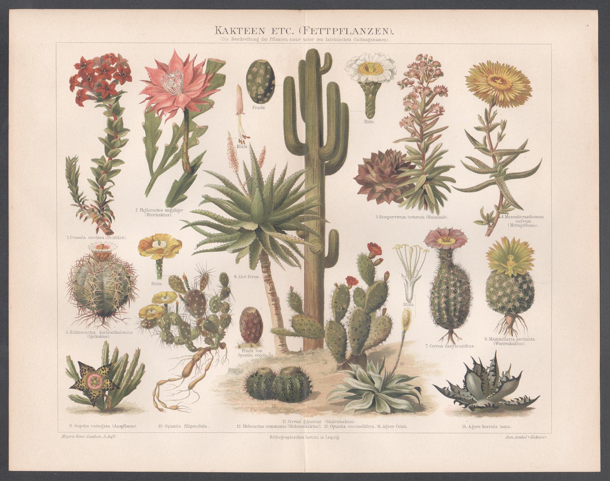 Kakteen etc. (Cacti etc), German antique botanical plant chromolithograph - Print by Unknown