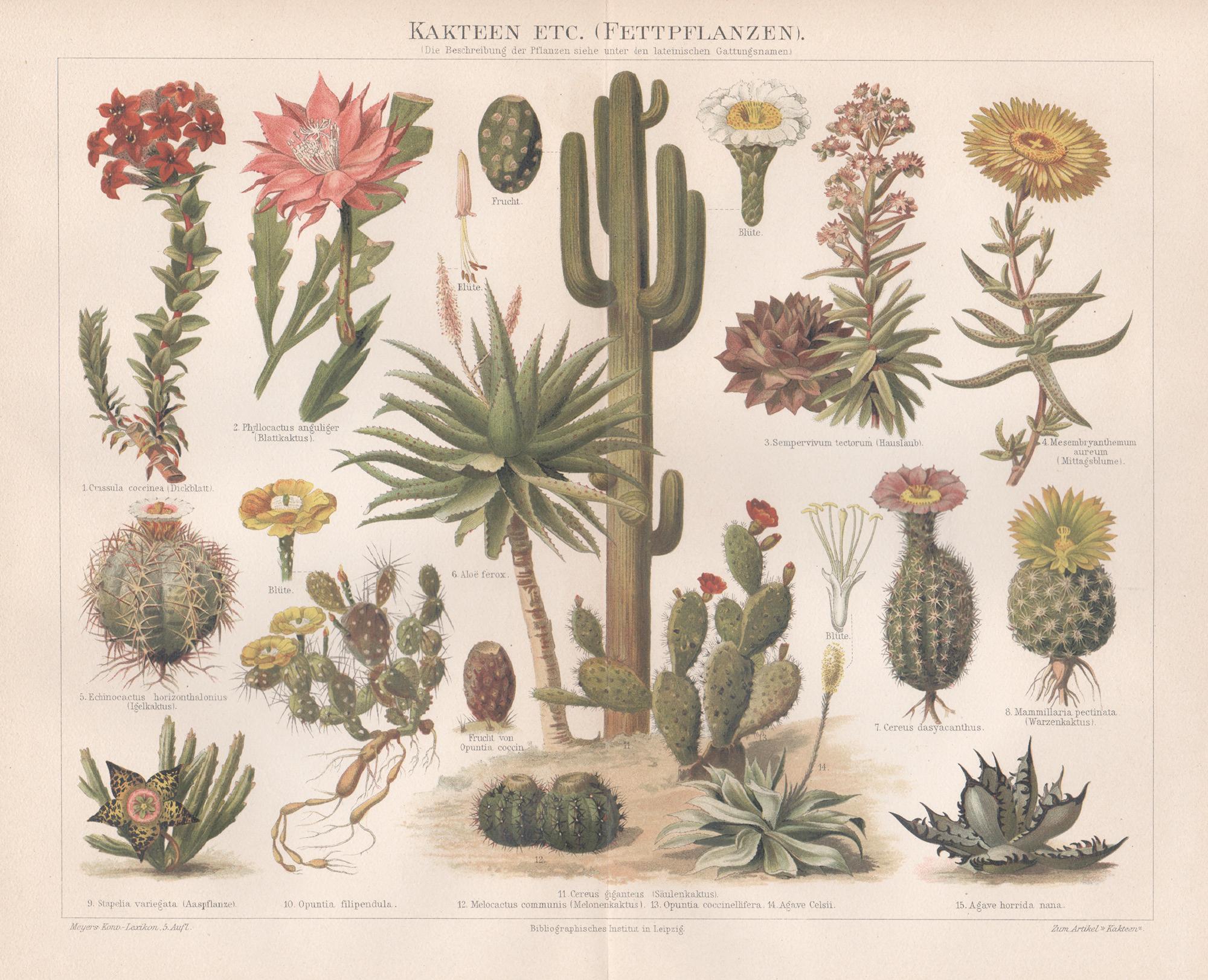 Unknown Still-Life Print - Kakteen etc. (Cacti etc), German antique botanical plant chromolithograph