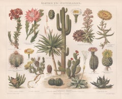 Kakteen etc. (Cacti, etc.), chromolithographie allemande ancienne de plantes botaniques