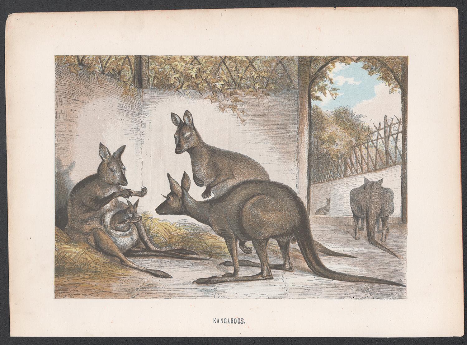 Kangaroos, Antique Australian Marsupial Natural History Chromolithograph, c1880 - Print by Unknown