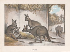 Kangaroos, Antique Australian Marsupial Natural History Chromolithograph, c1880