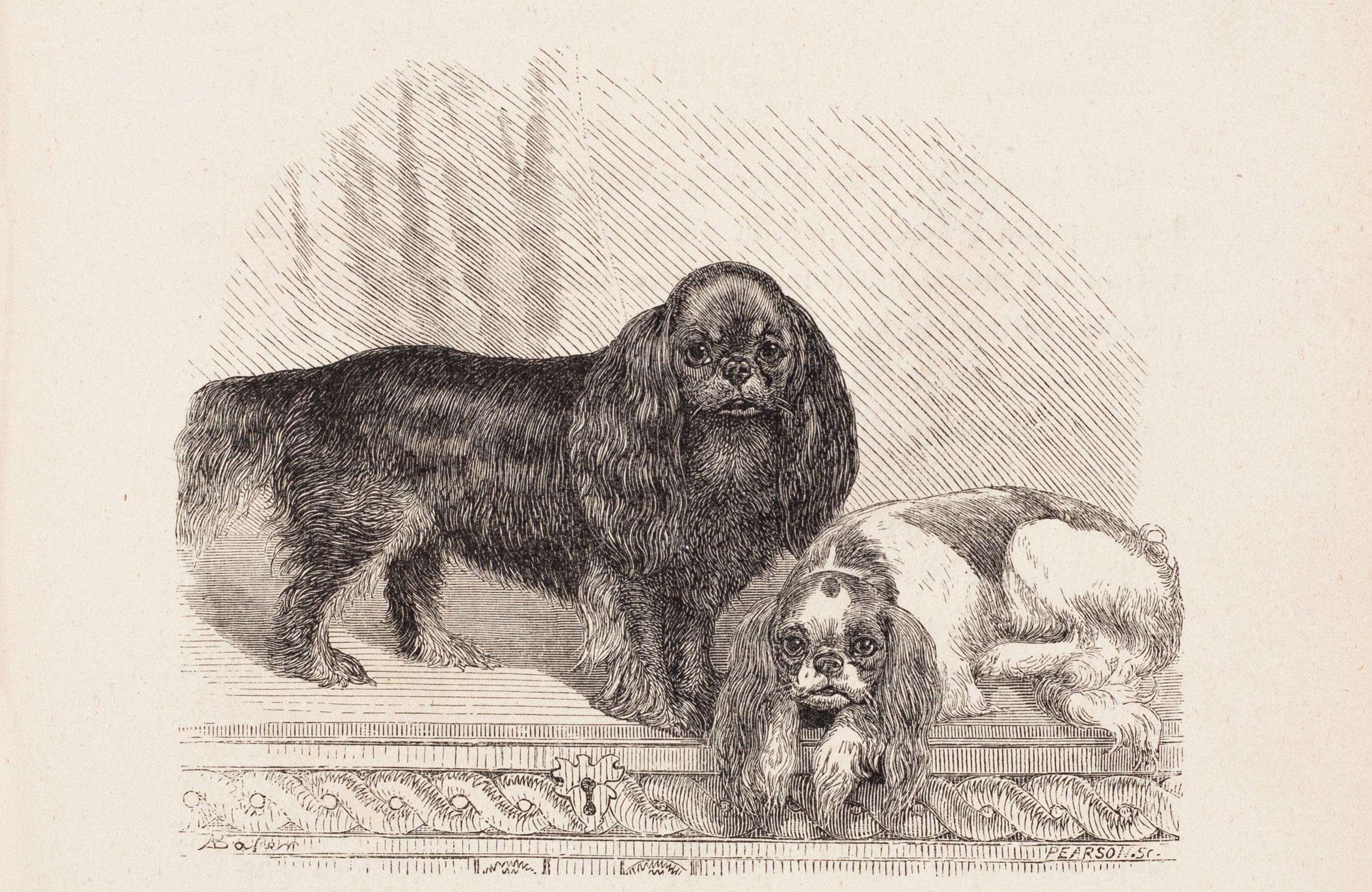 Unknown Print - King Charles and Blenheim Spaniels