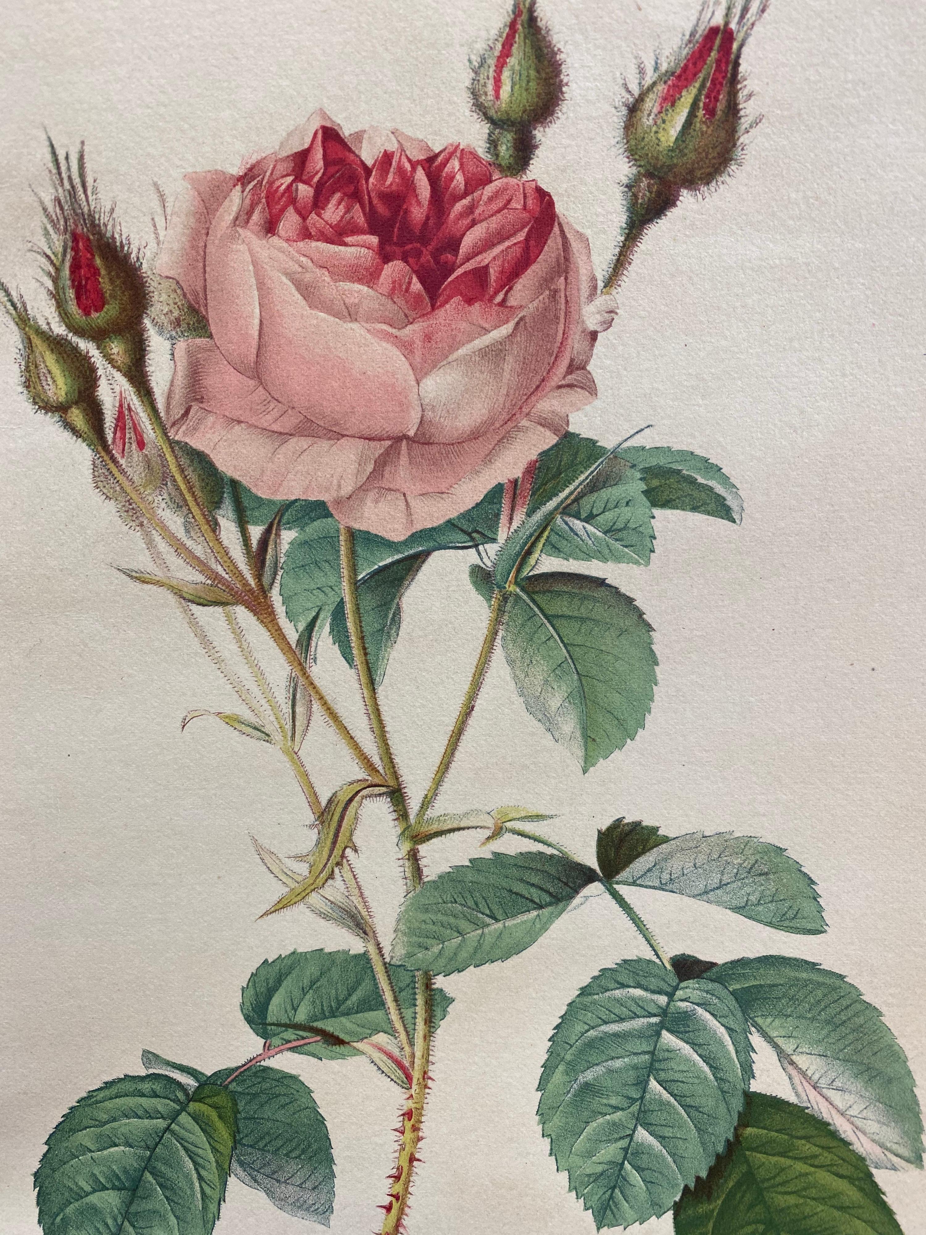 La Redoute Französisch Vintage Set von 6 Rosen Blume Drucke, Ideal Interieur Set (Grau), Still-Life Print, von Unknown