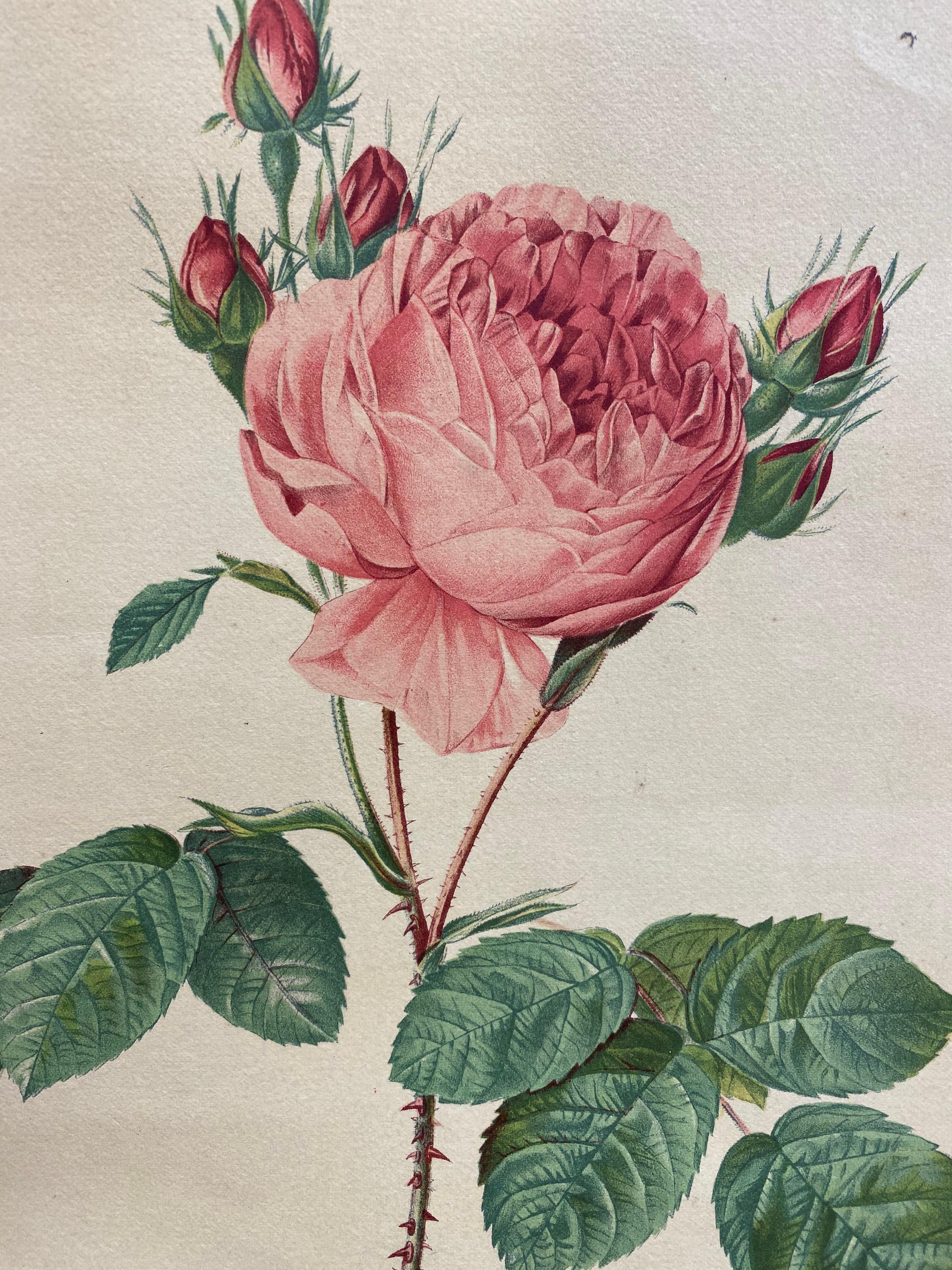 La Redoute
Satz von sechs französischen Vintage-Farbdrucken von Rosen
Größe: Jeder Druck ist 16 x 12,5 Zoll groß, ungerahmt. 

Zustandsbericht: 
Jeder Druck ist in einwandfreiem Zustand, geringfügige altersbedingte Flecken und Markierungen, da die