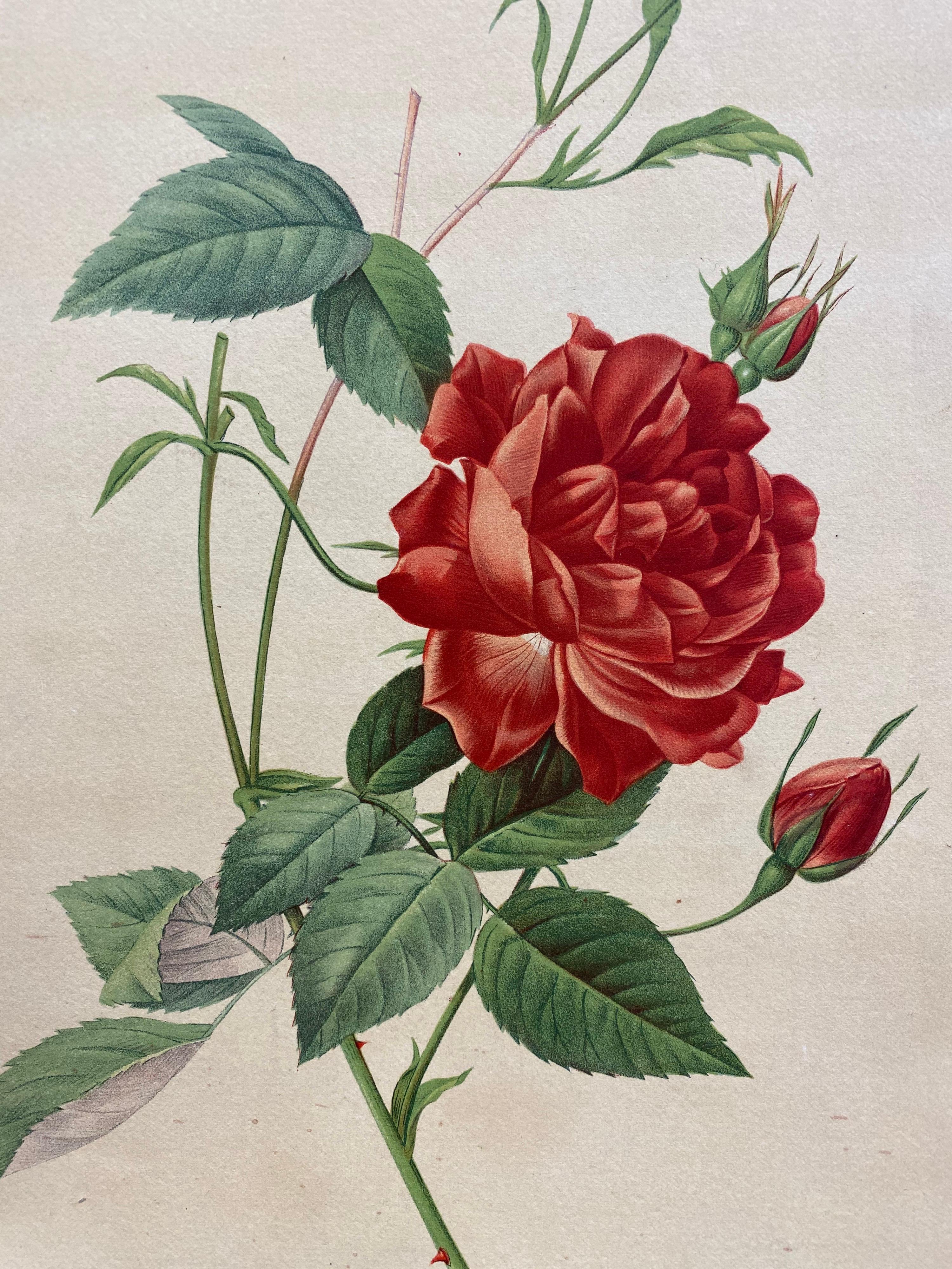 La Redoute Französisch Vintage Set von 6 Rosen Blume Drucke, Ideal Interieur Set im Angebot 1