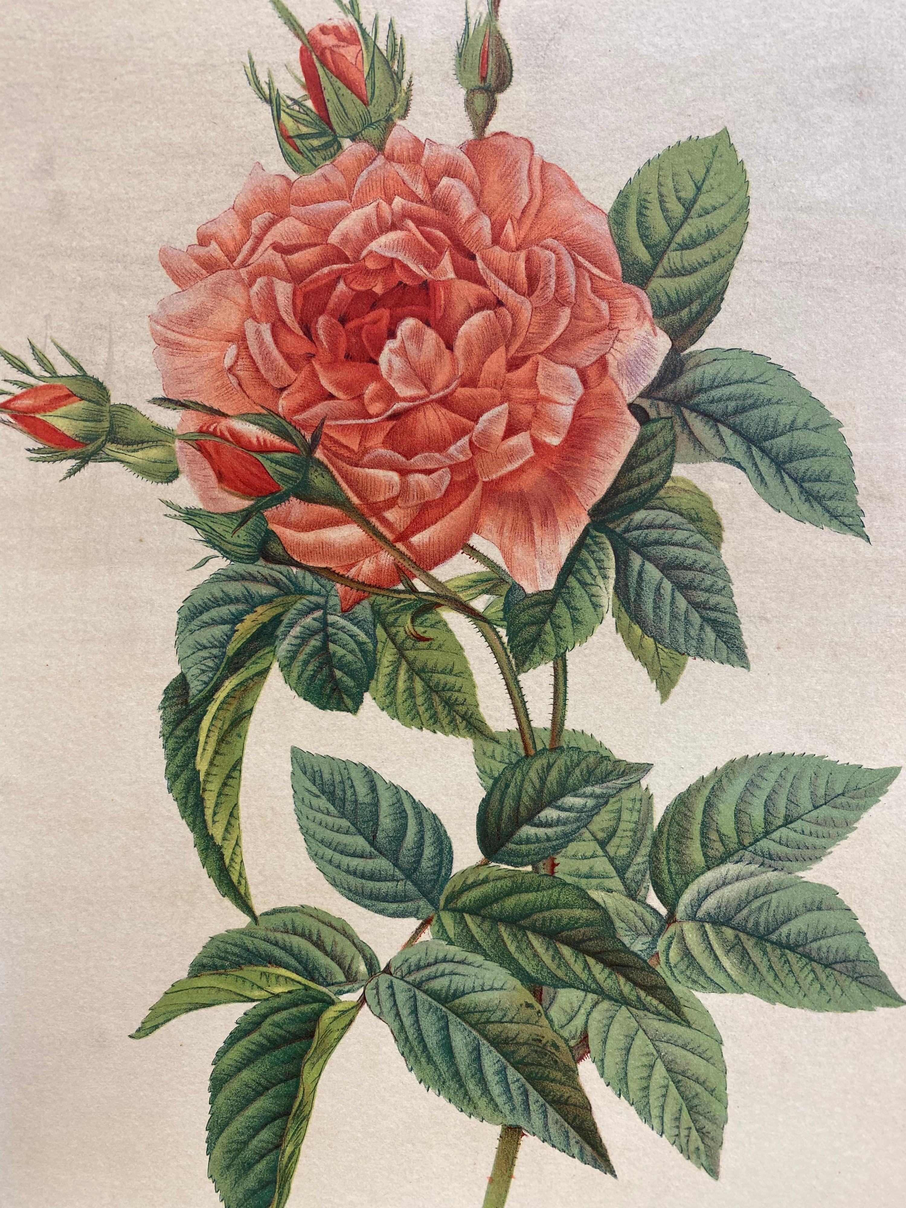 La Redoute Französisch Vintage Set von 6 Rosen Blume Drucke, Ideal Interieur Set im Angebot 3
