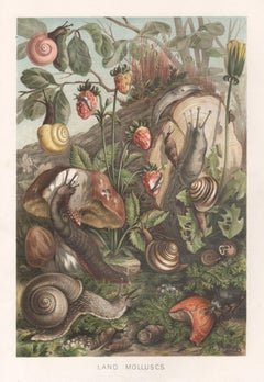 Land Molluscs, Antique Natural History Chromolithograph of Snails, circa 1895