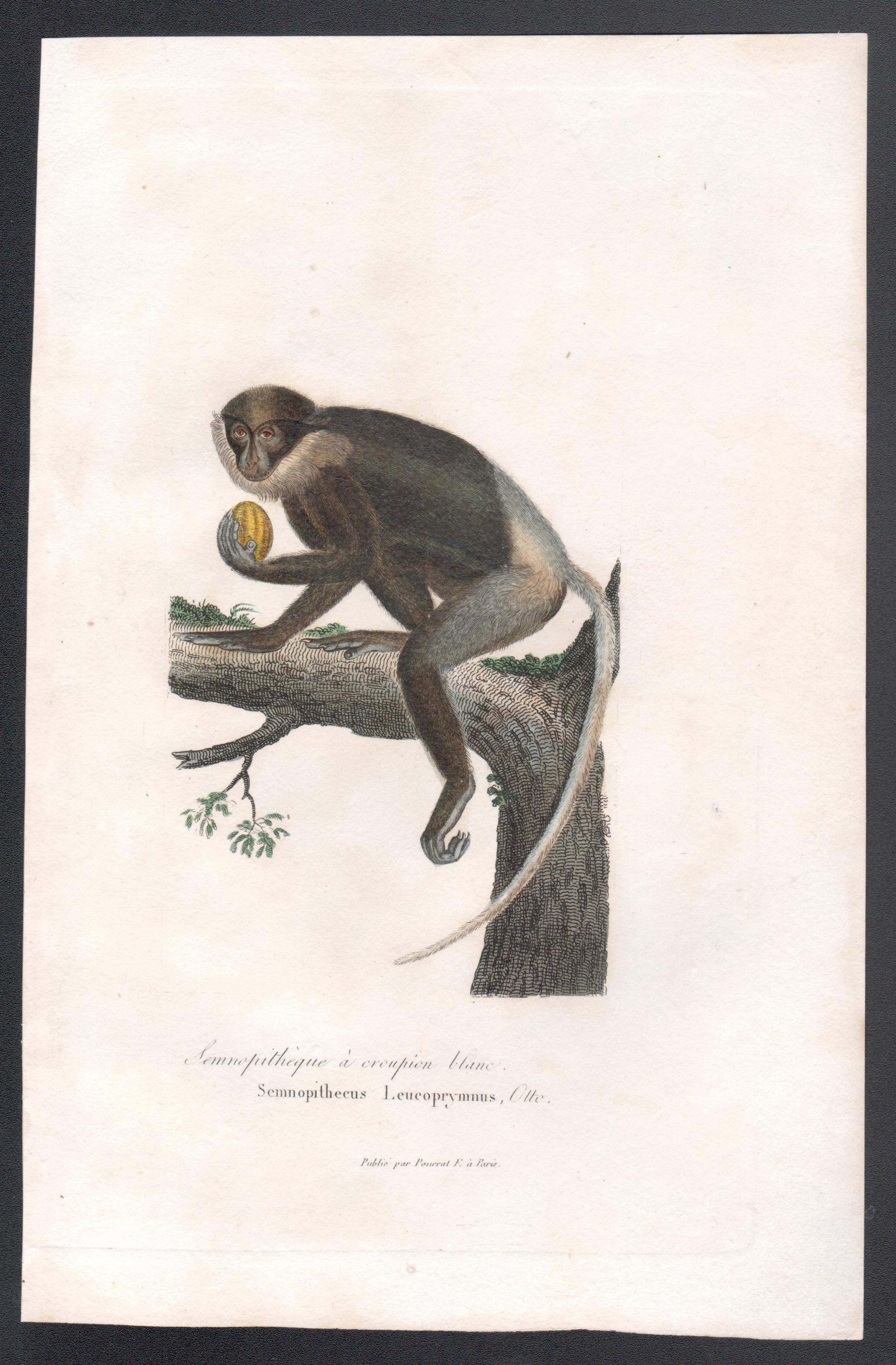 Singe langur, gravure animalière du milieu du 19e siècle français - Print de Unknown