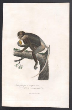 Langur monkey, mid 19th French century animal engraving
