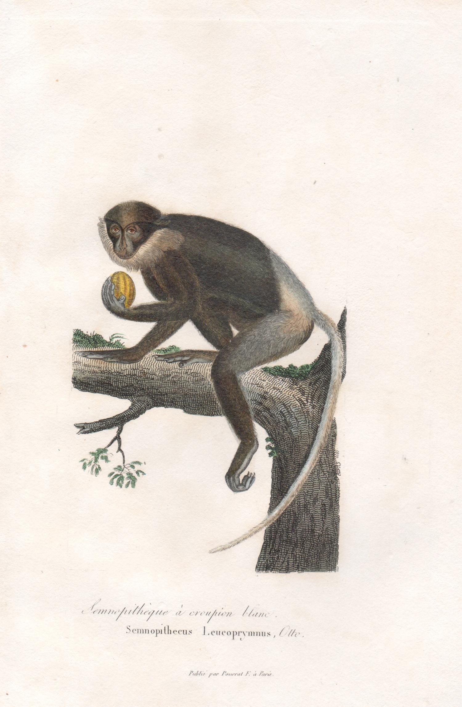 Animal Print Unknown - Singe langur, gravure animalière du milieu du 19e siècle français