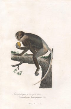 Antique Langur monkey, mid 19th French century animal engraving