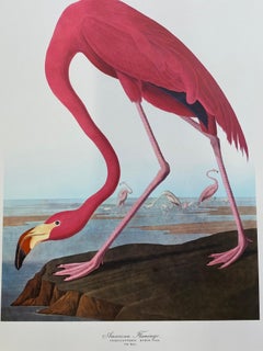 Large Classical Bird Color Print after John James Audubon, American Flamingo