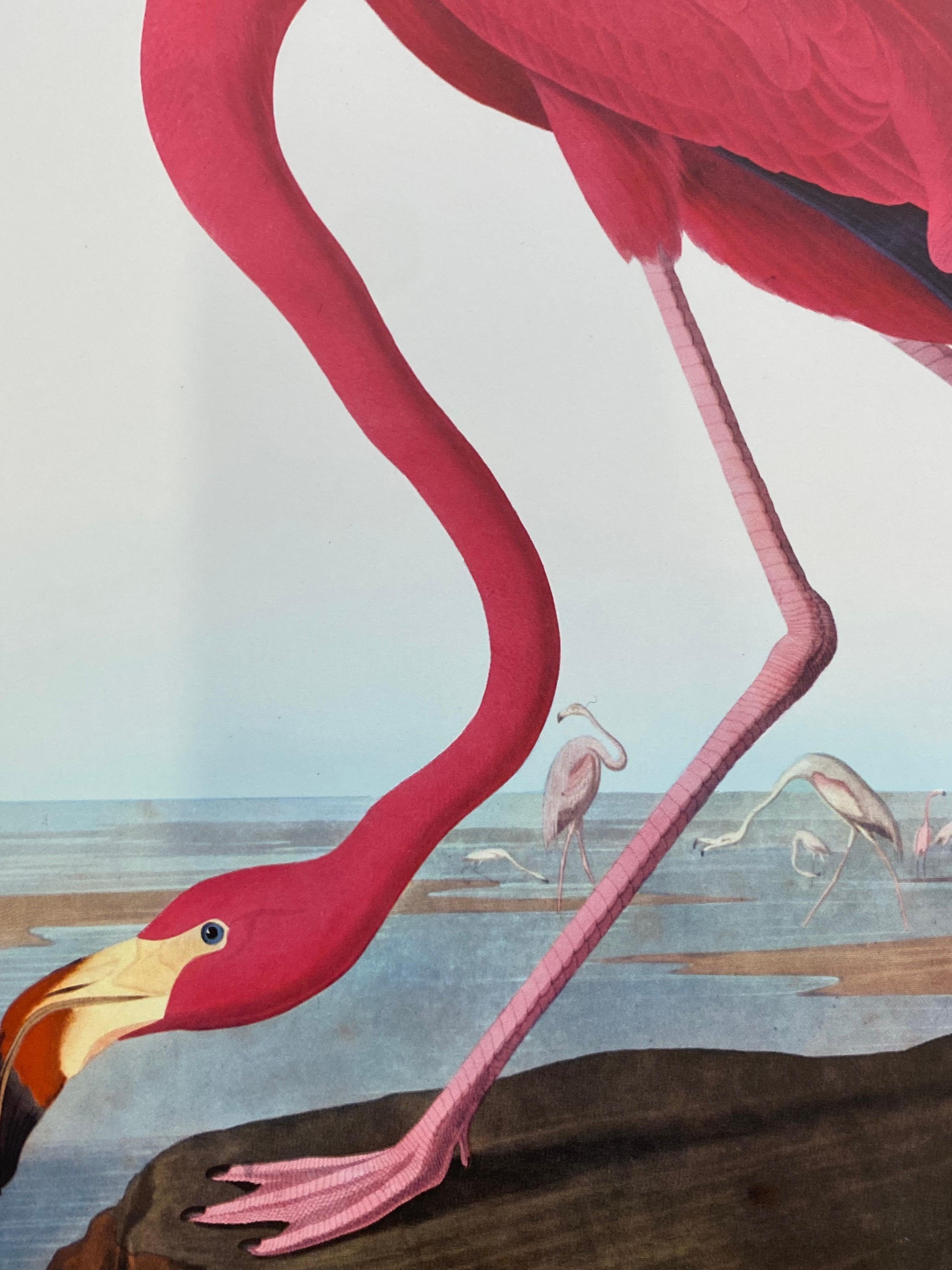 Impresión en color de aves clásicas grandes según John James Audubon, Flamenco americano - Print Victoriano de Unknown