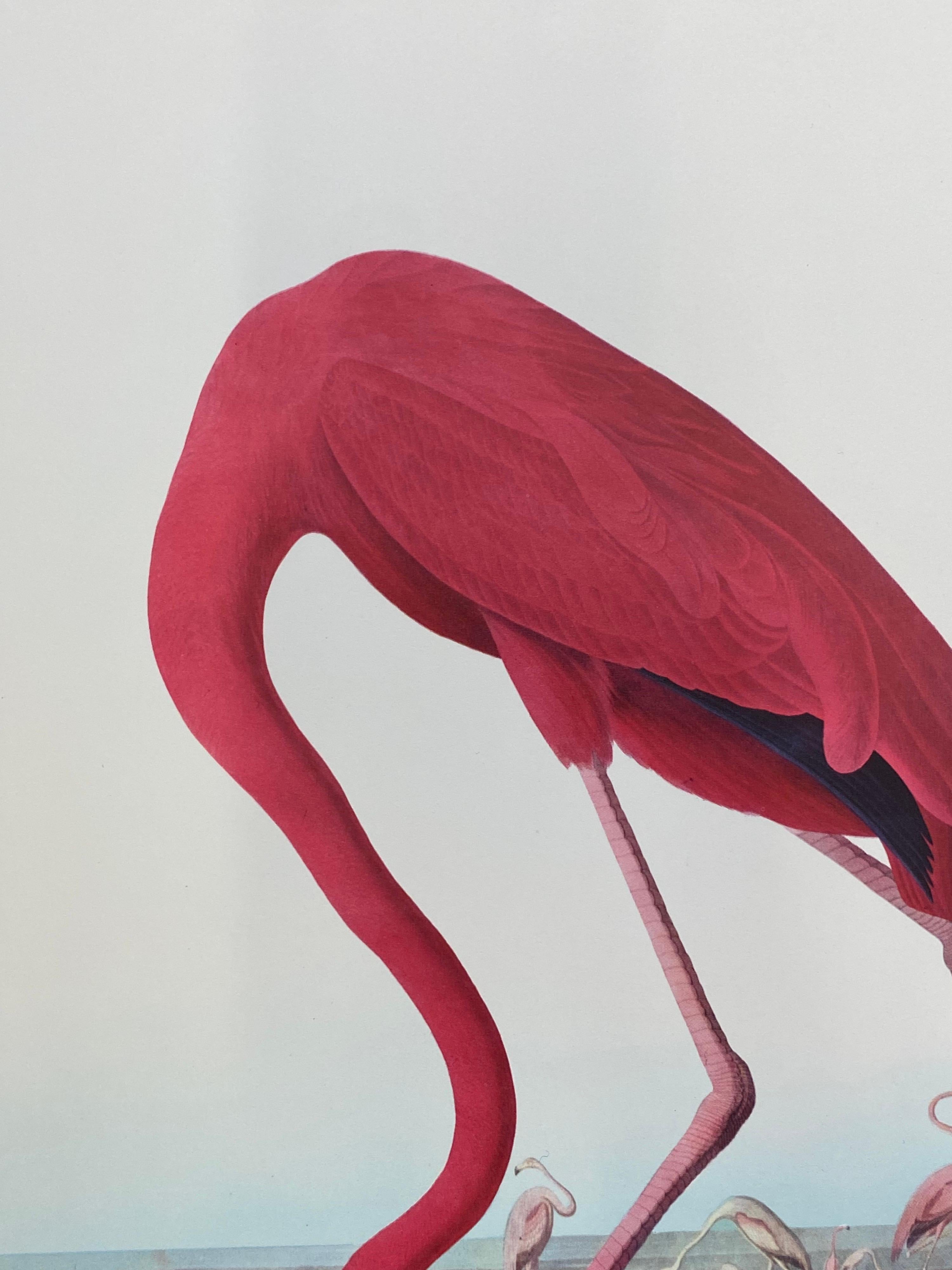 Impresión en color de aves clásicas grandes según John James Audubon, Flamenco americano - Print Gris de Unknown