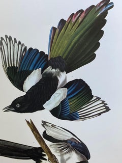 Large Classical Bird Color Print After John James Audubon, American Magpie