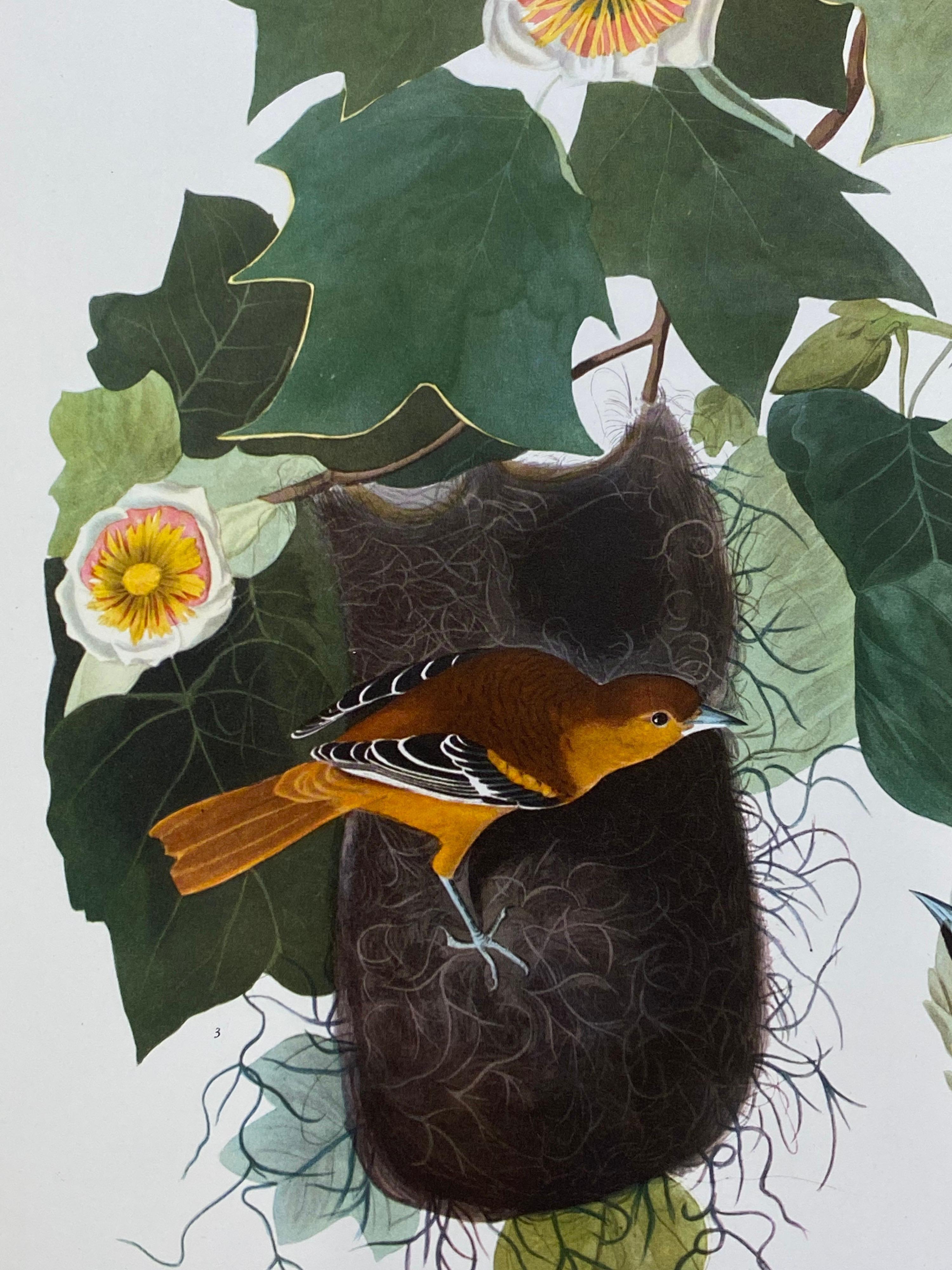 Impresión en color de aves clásicas grandes según John James Audubon, Oriole de Baltimore - Print de Unknown