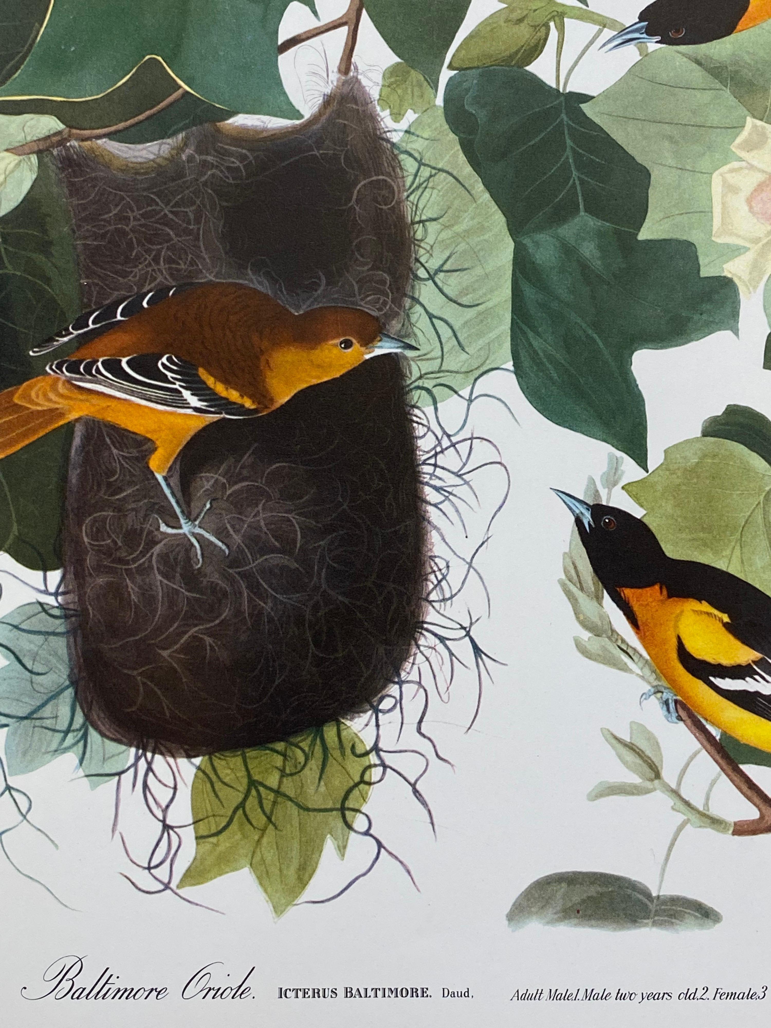 Impresión en color de aves clásicas grandes según John James Audubon, Oriole de Baltimore - Print Victoriano de Unknown
