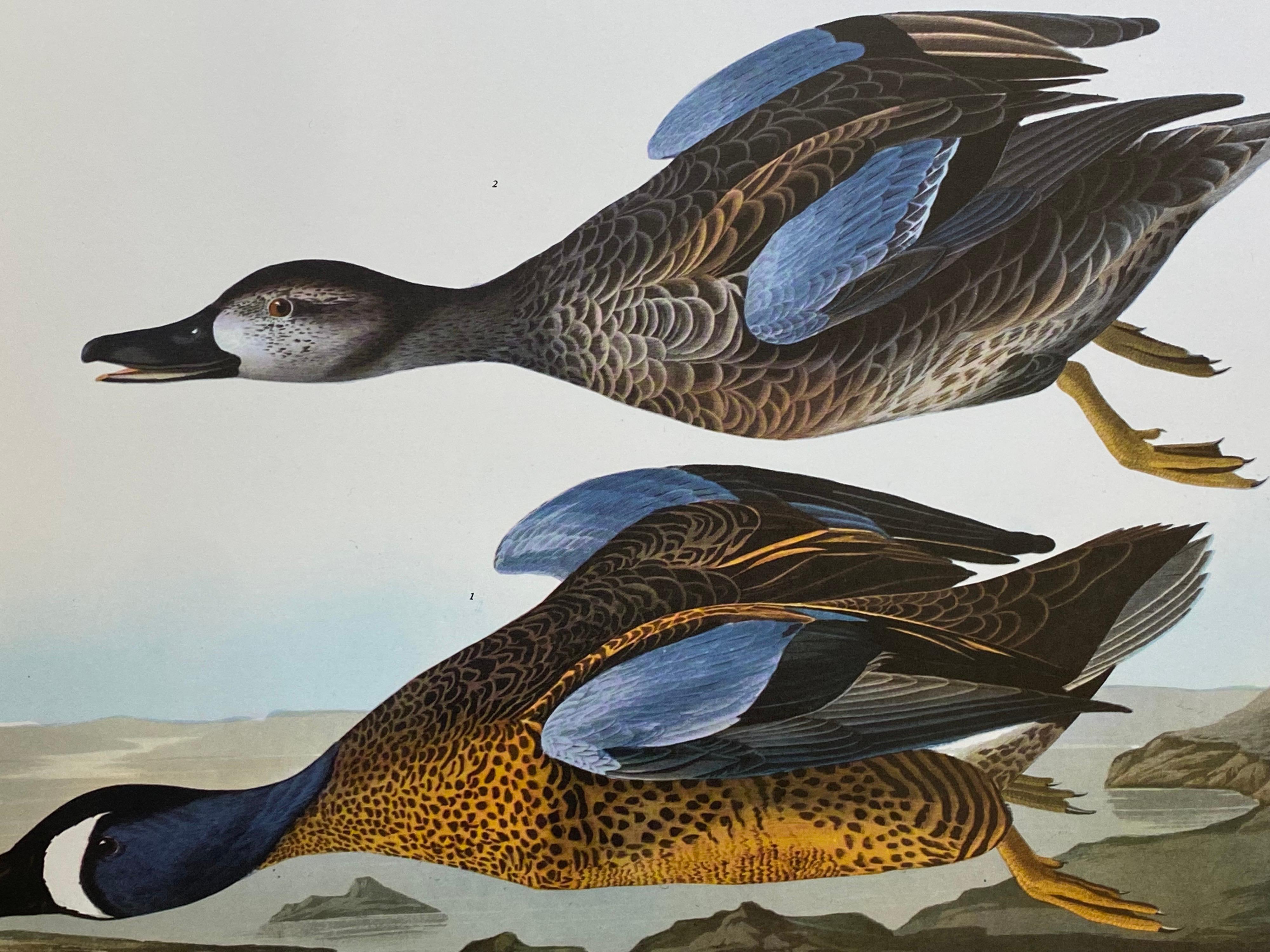 Classical Bird print, 
after John James Audubon, 
printed by Harry N. Abrams, Publishers, New York
unframed, 17 x 14 inches color print on paper
condition: very good
Provenance: from a private collector here in the UK. 

Free shipping worldwide

A