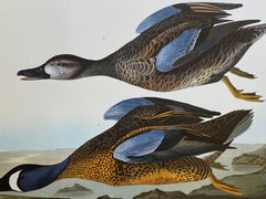 Large Classical Bird Color Print After John James Audubon, Blue Winged Teal