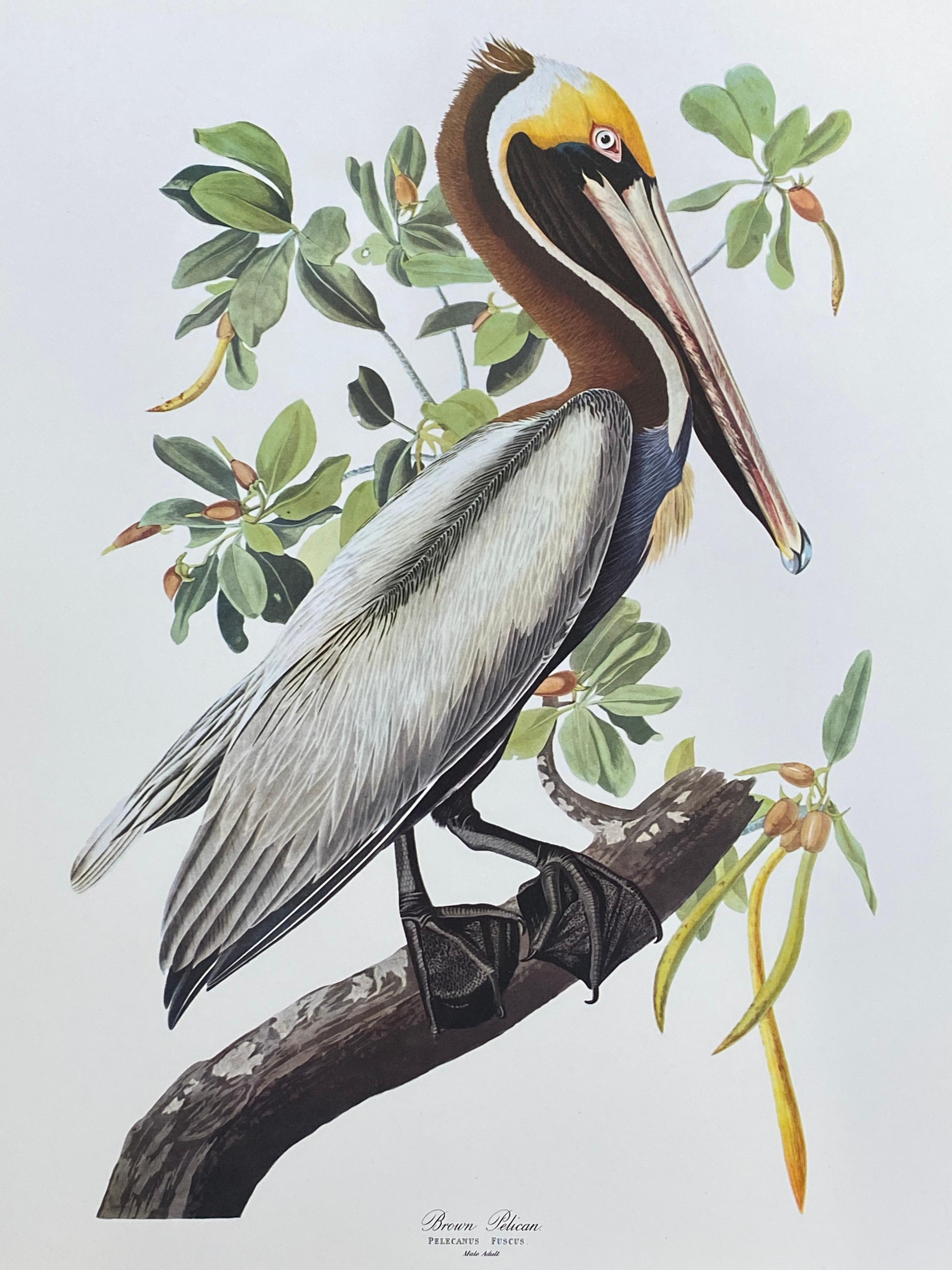 Large Classical Bird Color Print after John James Audubon, Broad Winged Hawk - Gray Animal Print by Unknown