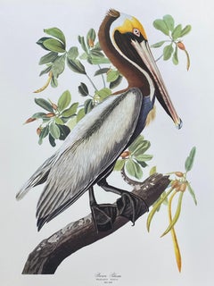 Large Classical Bird Color Print after John James Audubon, Broad Winged Hawk