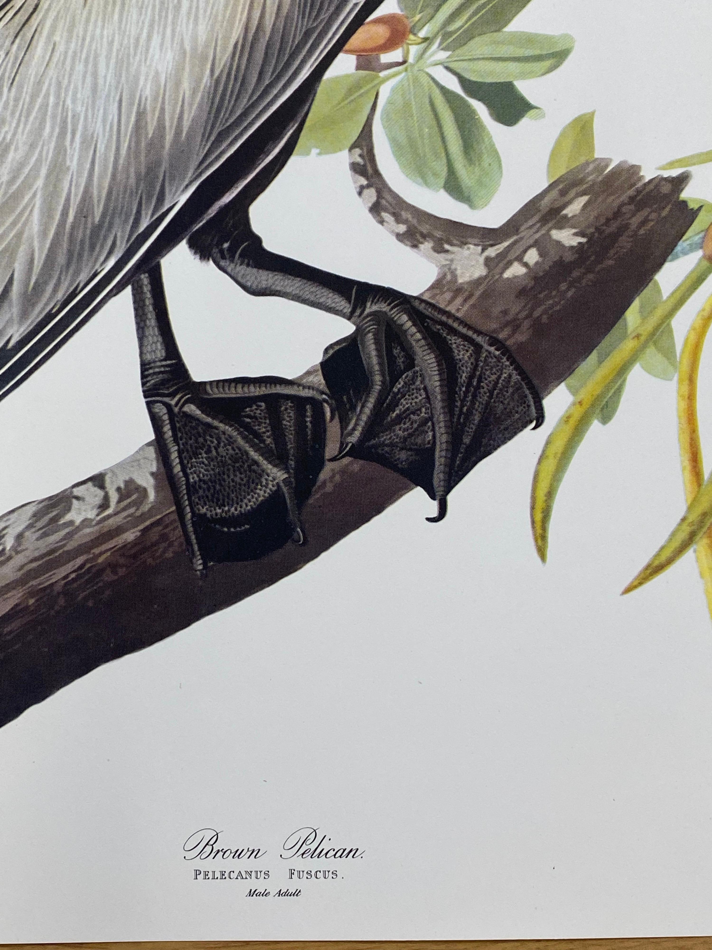 Classical Bird print, 
after John James Audubon, 
printed by Harry N. Abrams, Publishers, New York
unframed, 17 x 14 inches color print on paper
condition: very good
provenance: from a private collector here in the UK. 

Free Shipping Worldwide

A