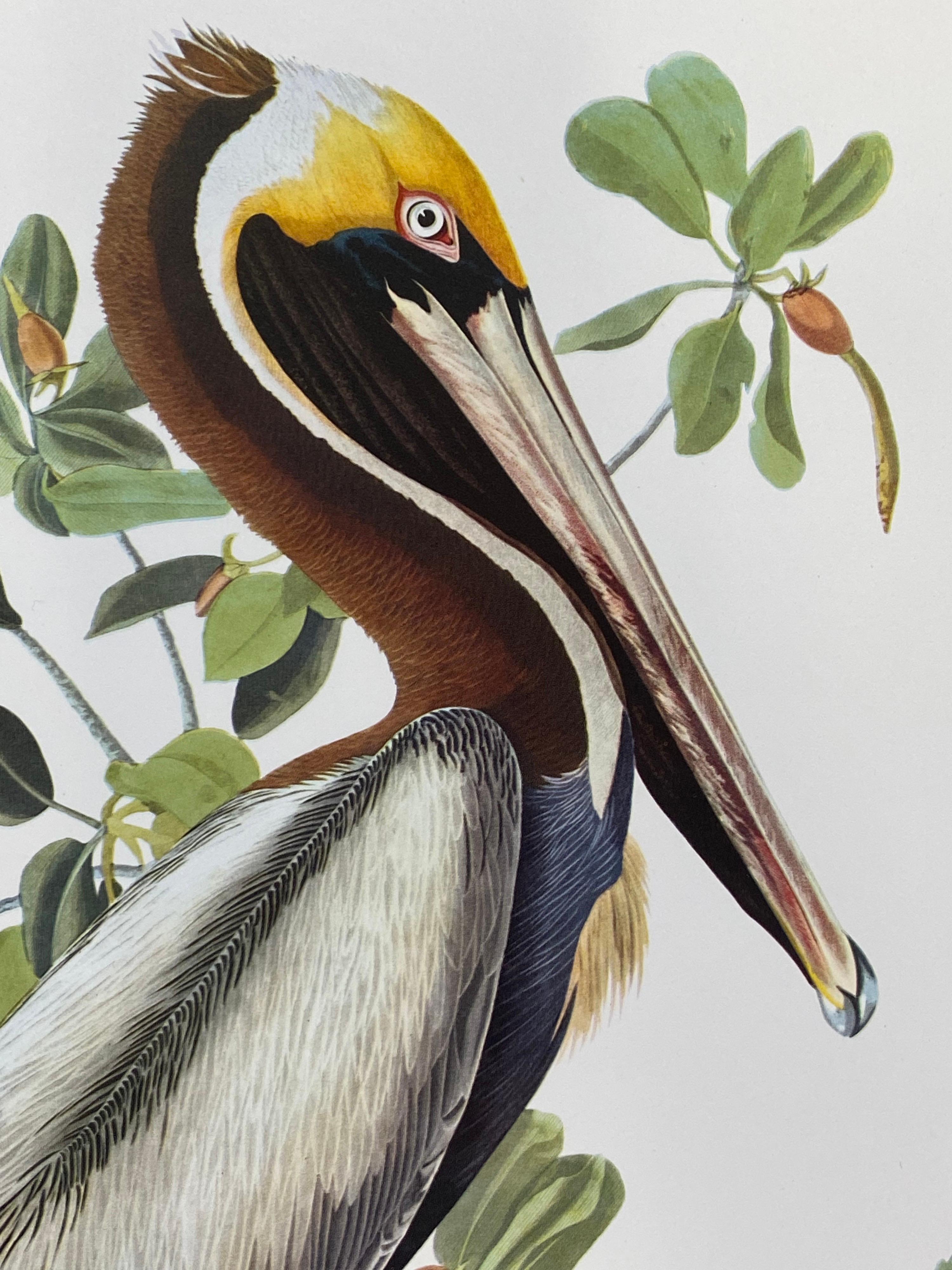 Large Classical Bird Color Print after John James Audubon, Broad Winged Hawk For Sale 1