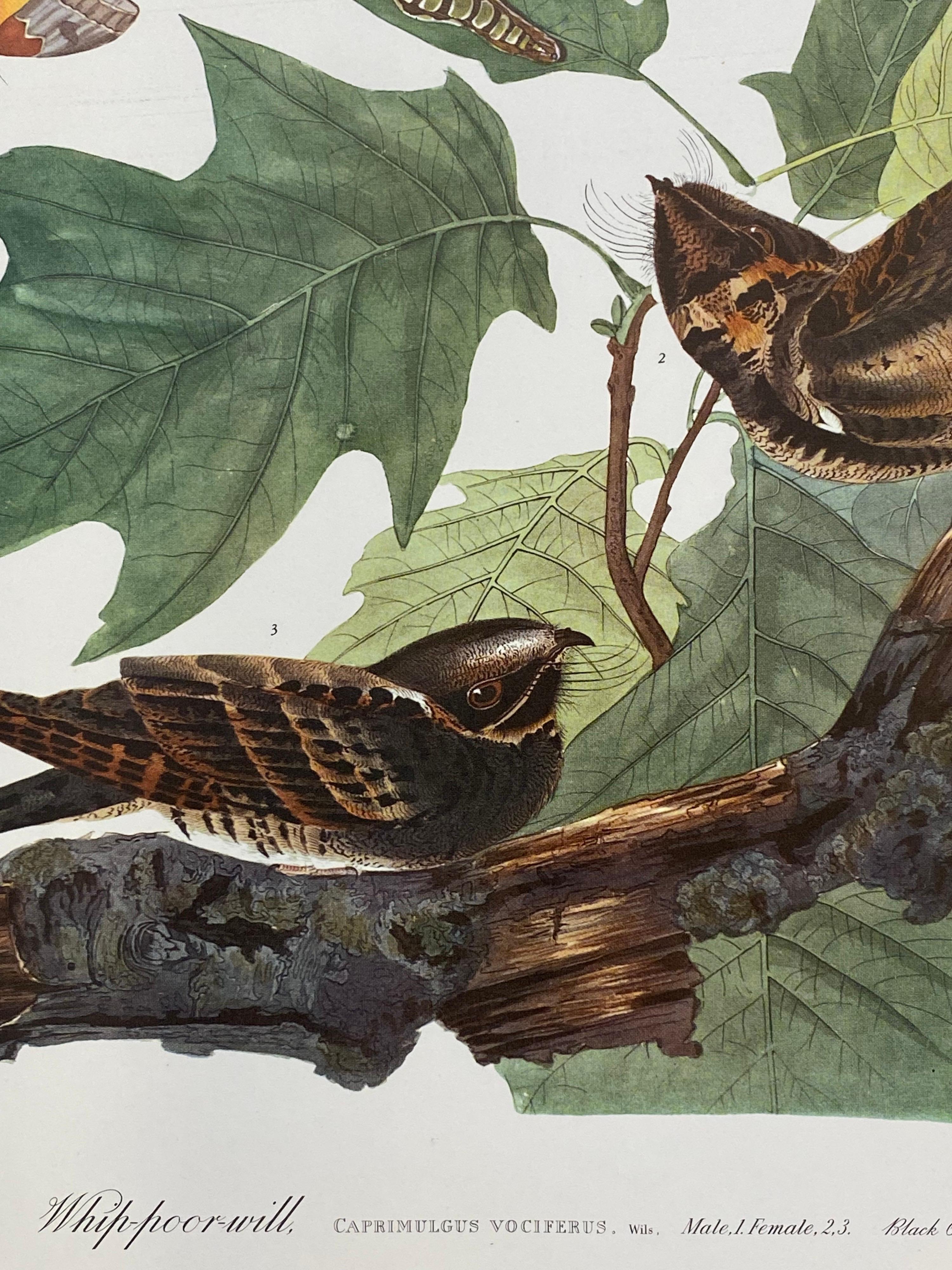 Classical Bird print, 
after John James Audubon, 
printed by Harry N. Abrams, Publishers, New York
unframed, 17 x 14 inches color print on paper
condition: very good
provenance: from a private collector here in the UK. 

Free Shipping Worldwide

A