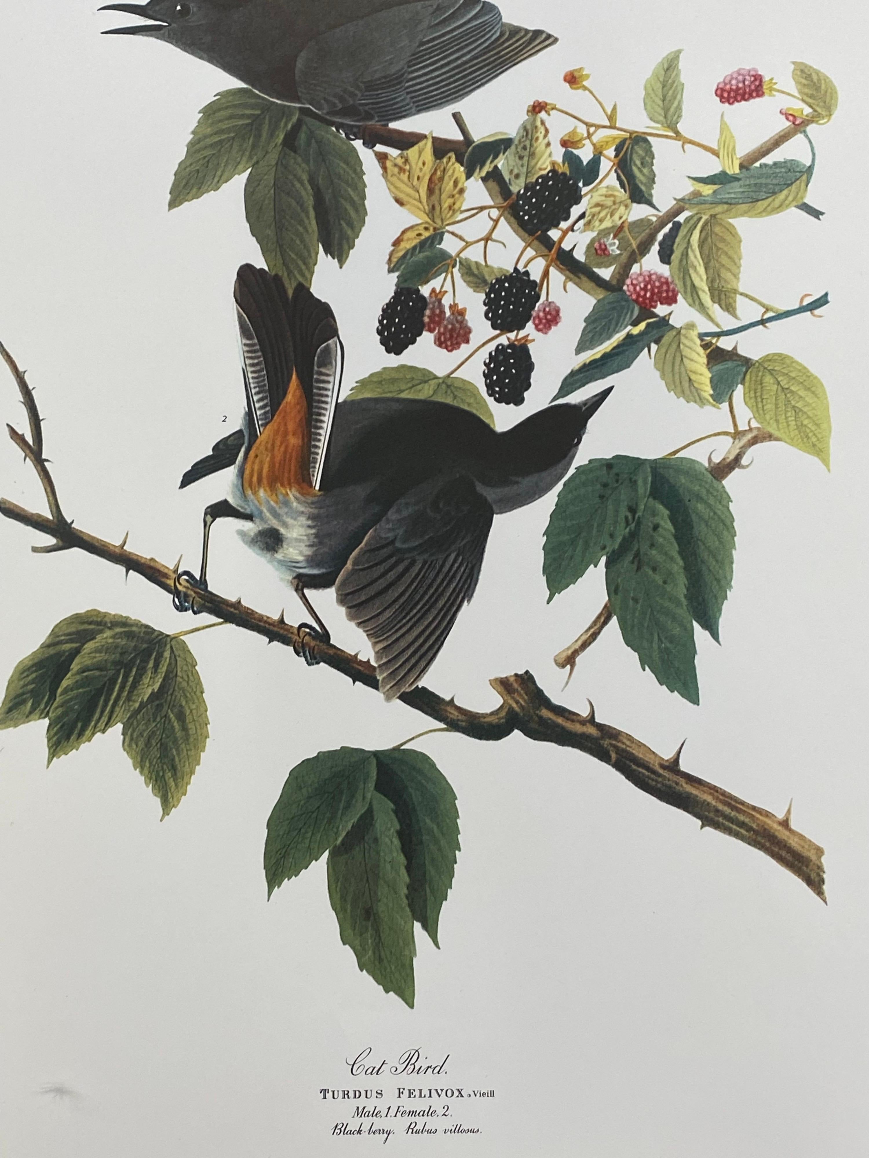 Large Classical Bird Color Print after John James Audubon, Canada Jay - Gray Animal Print by Unknown