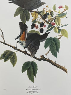 Large Classical Bird Color Print after John James Audubon, Canada Jay