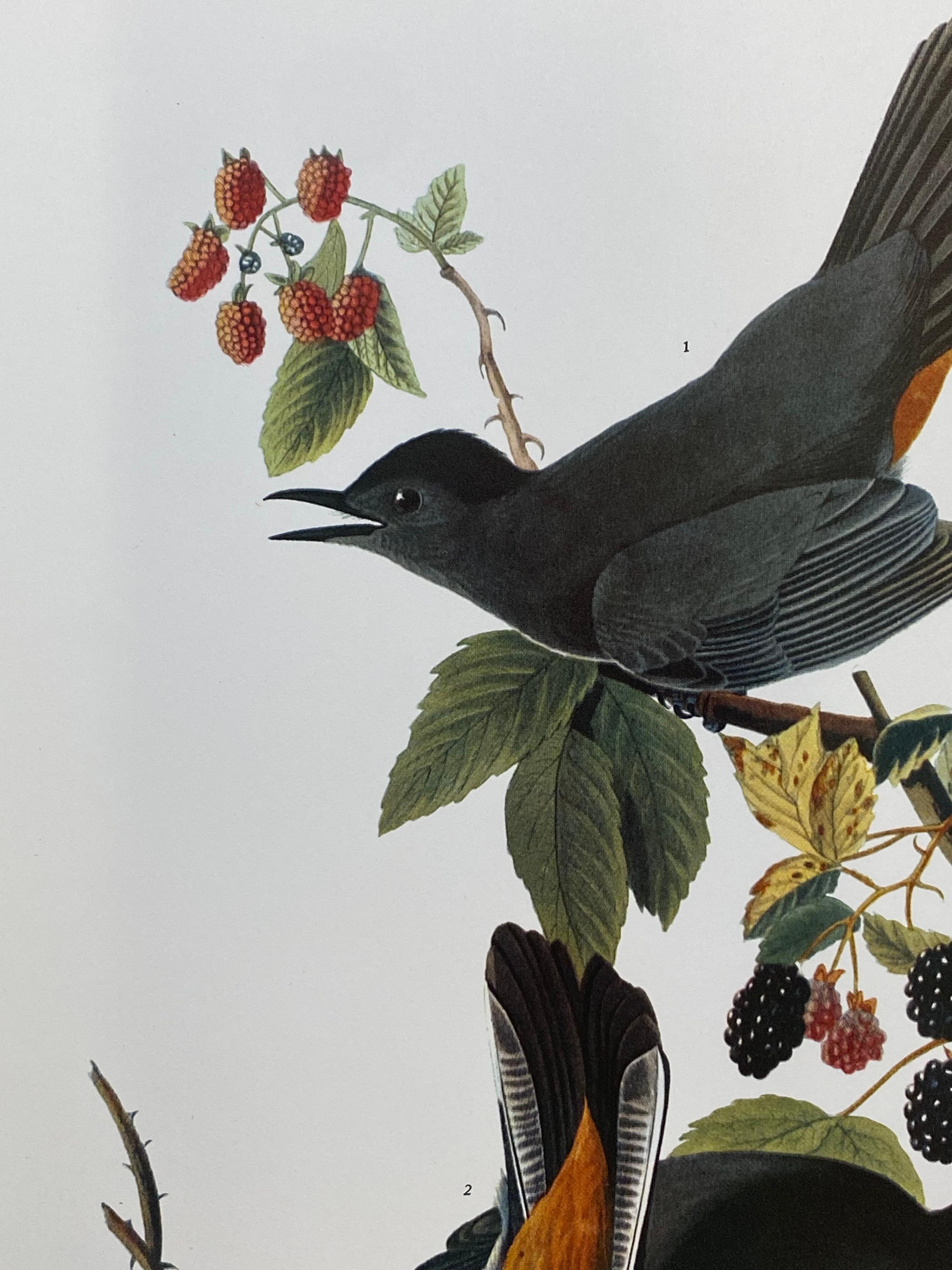 Large Classical Bird Color Print after John James Audubon, Canada Jay For Sale 1