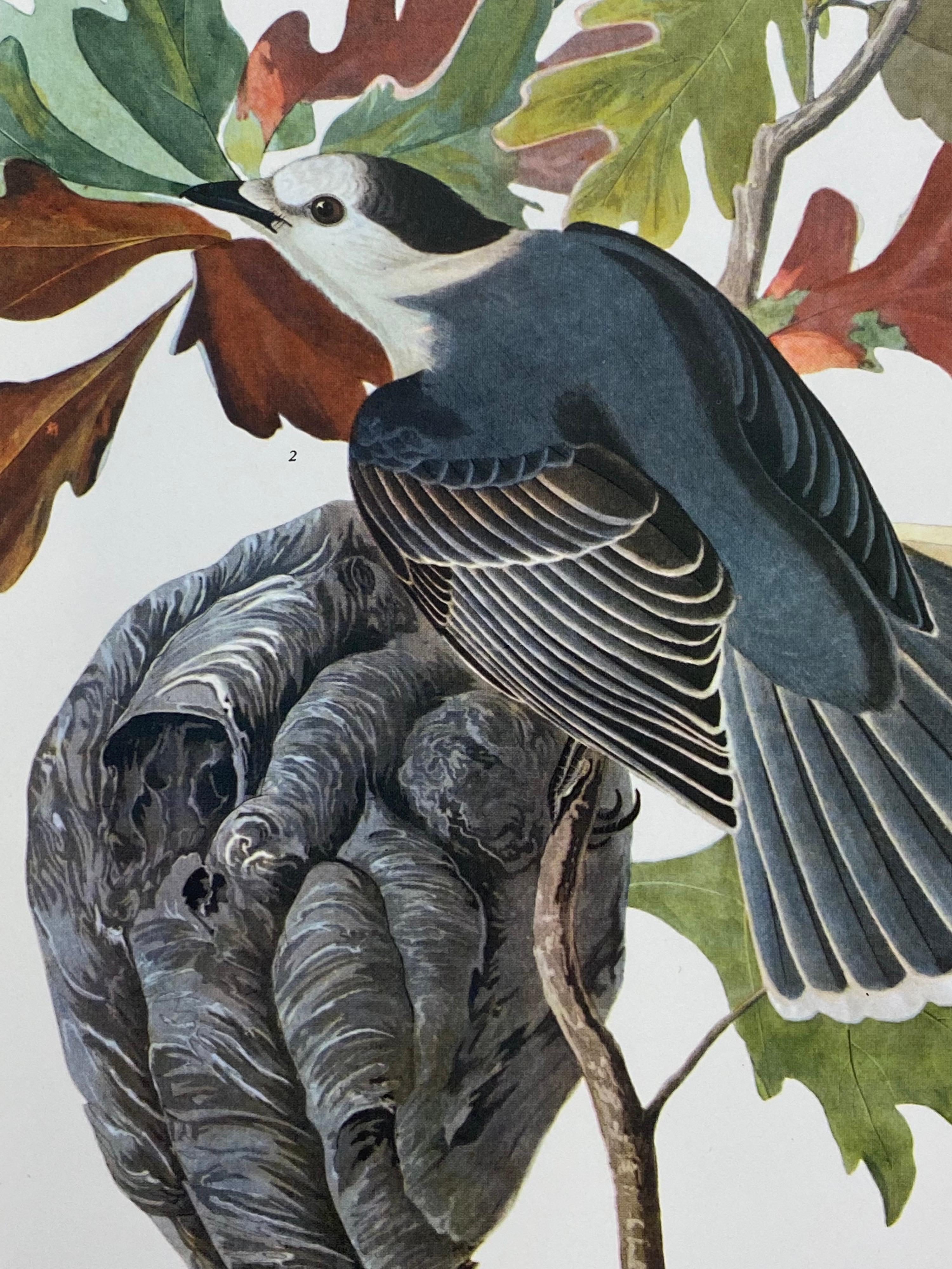 Large Classical Bird Color Print after John James Audubon, Canada Jay For Sale 3