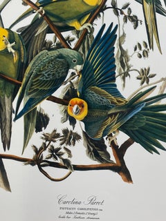 Large Classical Bird Color Print After John James Audubon, Carolina Parrot