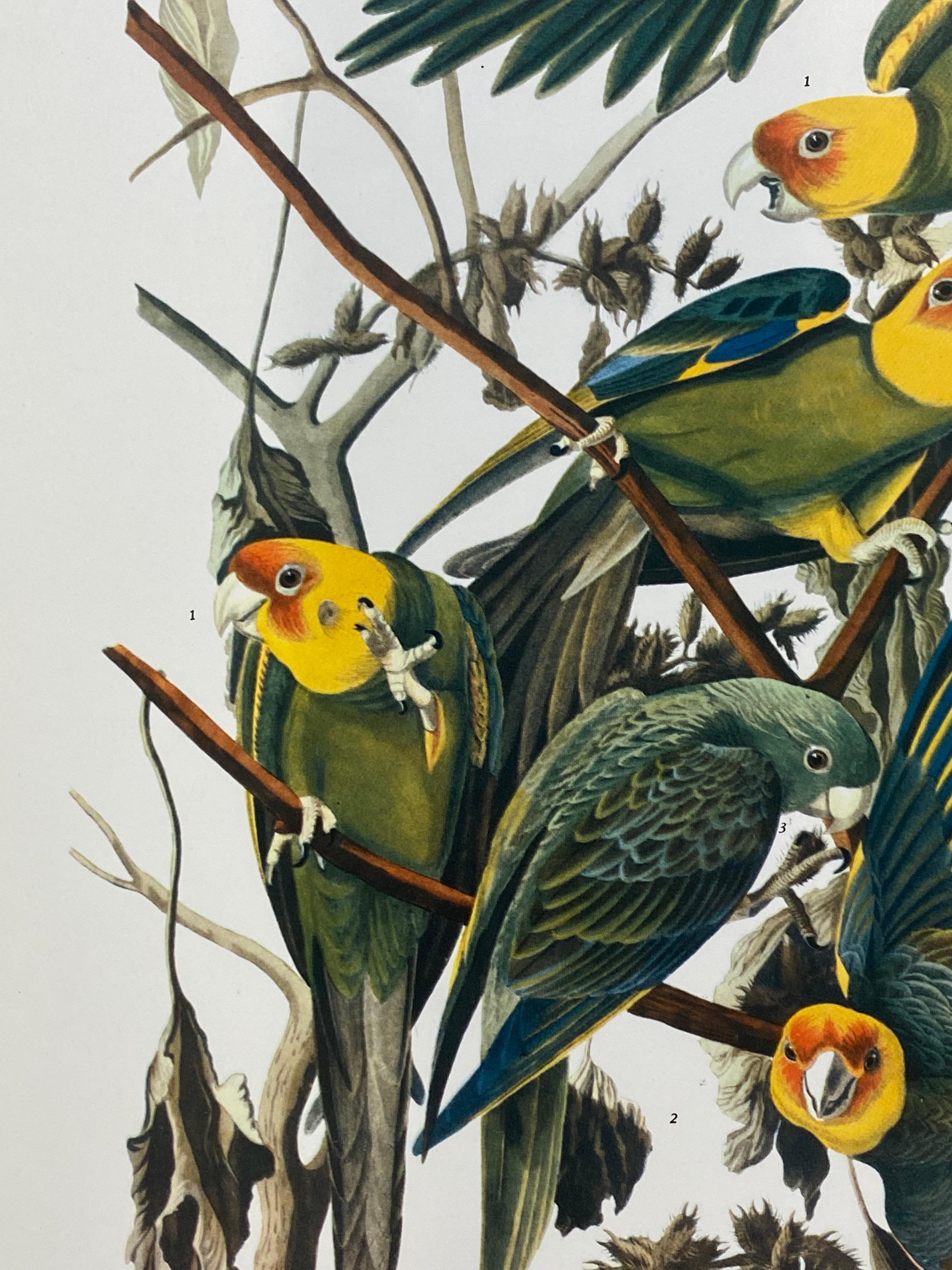 Classical Bird print, 
after John James Audubon, 
printed by Harry N. Abrams, Publishers, New York
unframed, 17 x 14 inches color print on paper
Condition: very good
Provenance: from a private collector here in the UK. 

Free shipping worldwide.

A