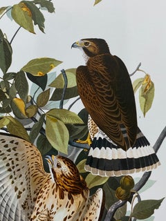 Large Classical Bird Color Print After John James Audubon, Cat Bird