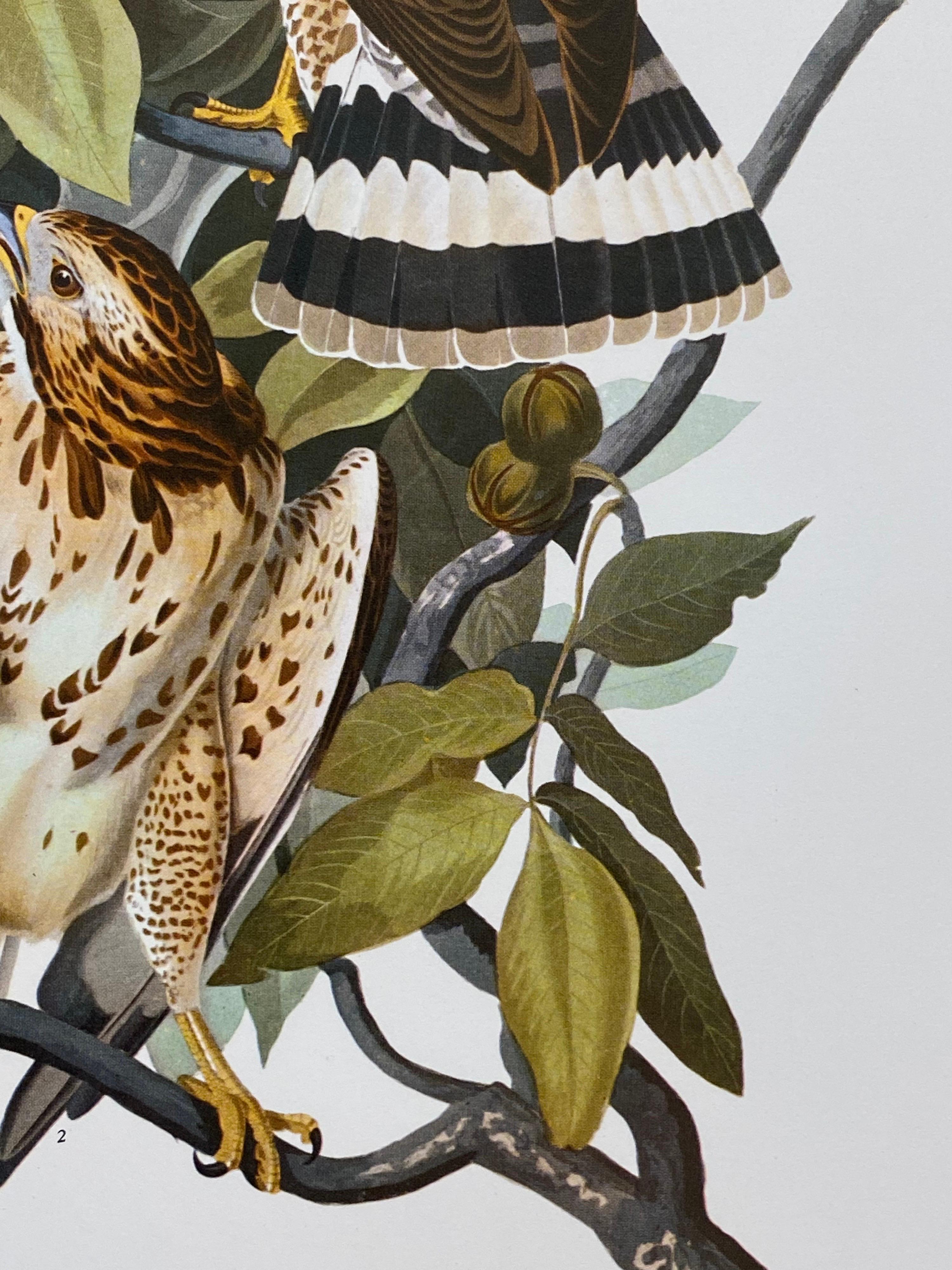 Large Classical Bird Color Print After John James Audubon, Cat Bird For Sale 2