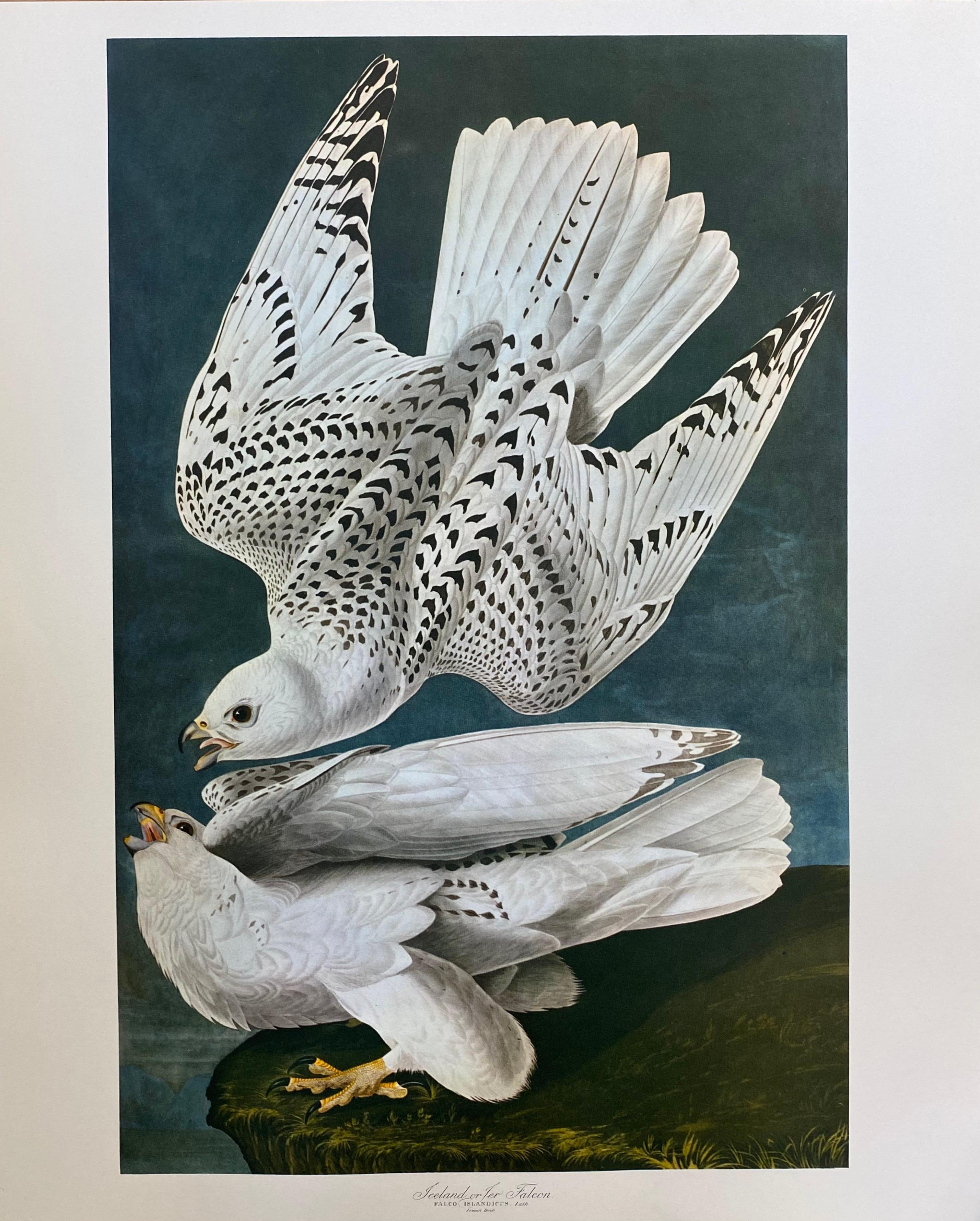 Stampa a colori di uccelli classici di grandi dimensioni dopo John James Audubon - Falco islandese o falco di Ler - Print di Unknown