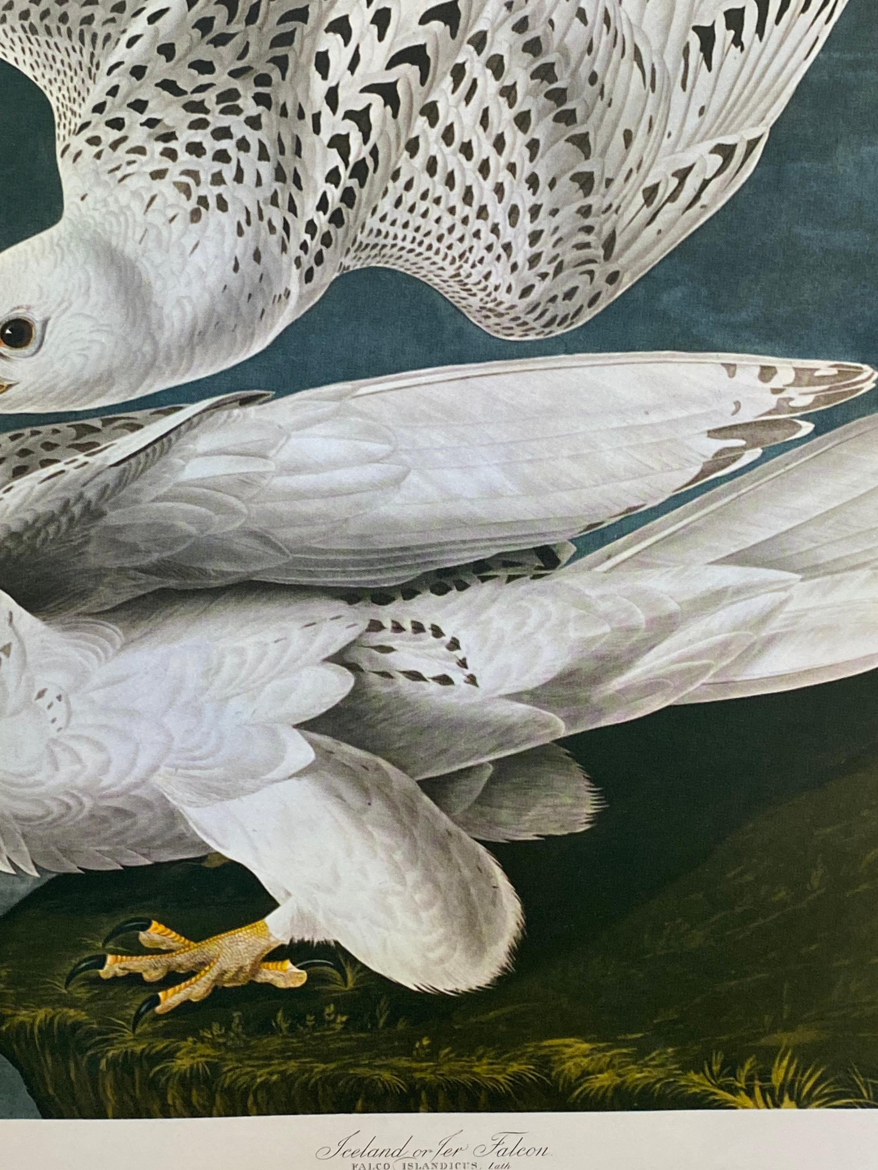 Stampa a colori di uccelli classici di grandi dimensioni dopo John James Audubon - Falco islandese o falco di Ler - Animal Print Grigio di Unknown