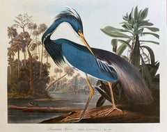 Large Classical Bird Color Print After John James Audubon, Louisiana Heron