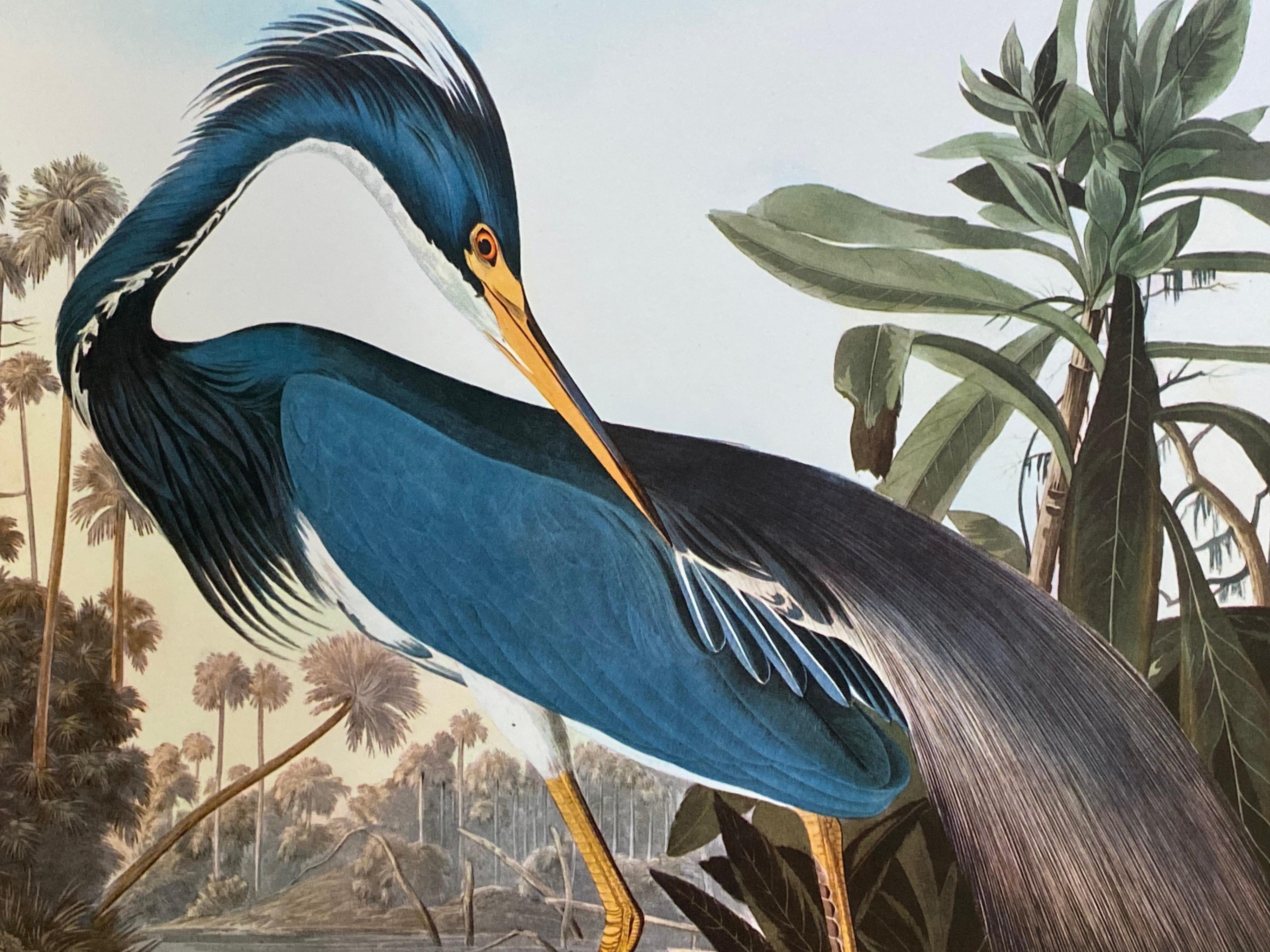 Grande estampe classique d'oiseaux en couleurs After John James Audubon, Héron de Louisiane - Gris Animal Print par Unknown