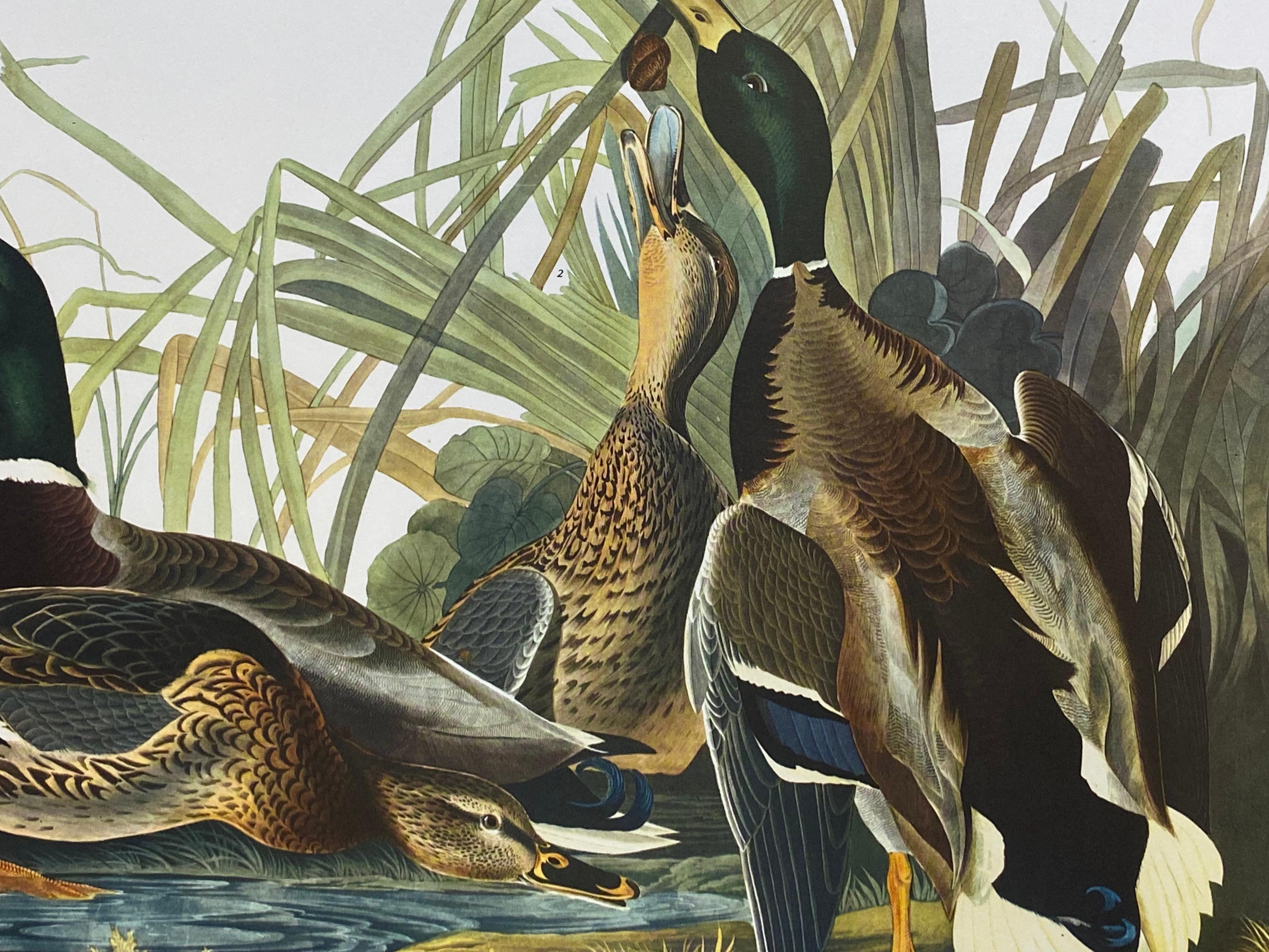 Large Classical Bird Color Print After John James Audubon, Mallard Duck - Gray Animal Print by Unknown