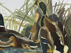 Large Classical Bird Color Print After John James Audubon, Mallard Duck