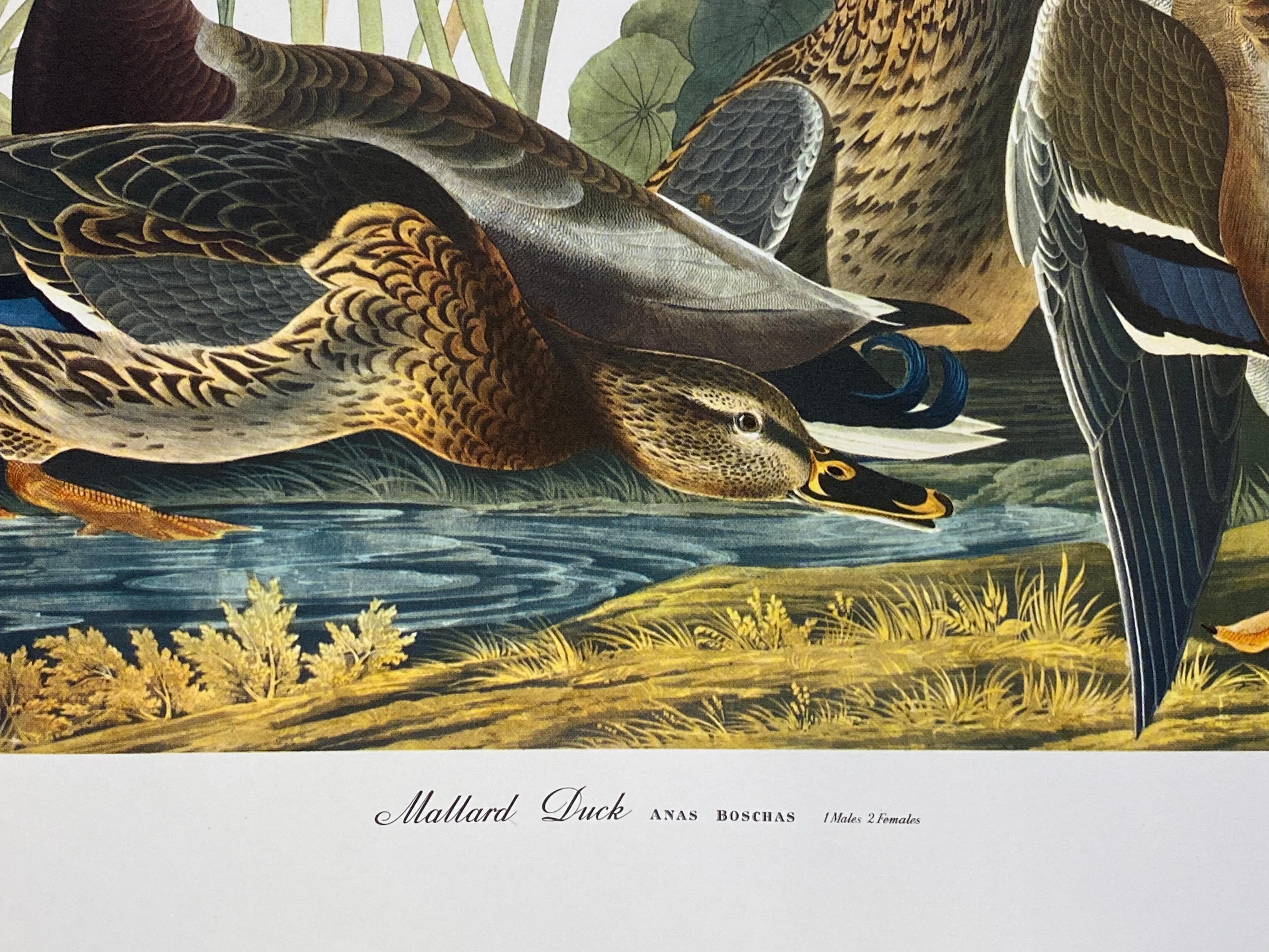 Large Classical Bird Color Print After John James Audubon, Mallard Duck For Sale 1