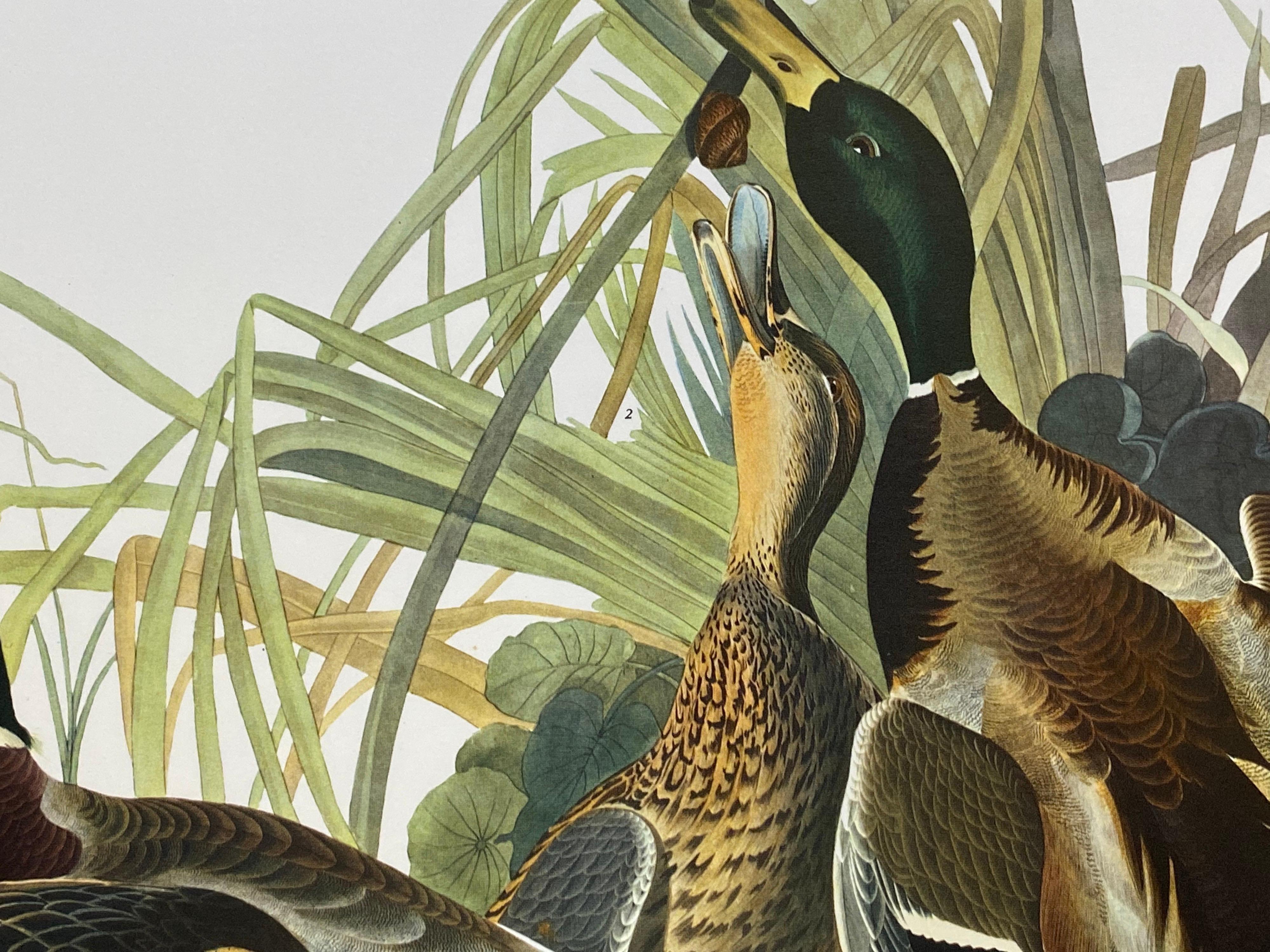 Large Classical Bird Color Print After John James Audubon, Mallard Duck For Sale 3