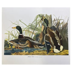 Grande estampe classique d'oiseau en couleurs After John James Audubon, Canard colvert