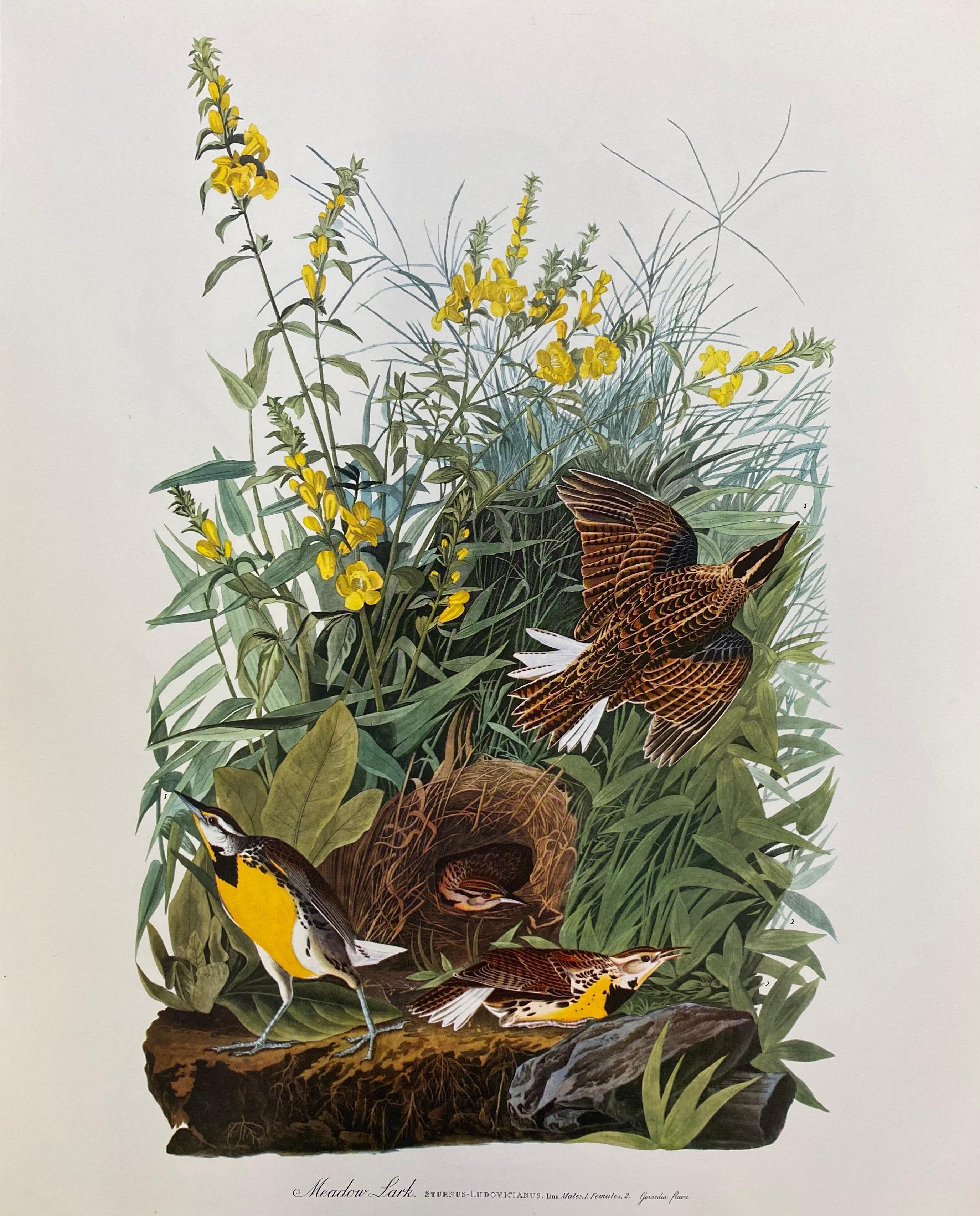 Grande estampe classique d'oiseau en couleurs after John James Audubon, alouette des champs - Print de Unknown