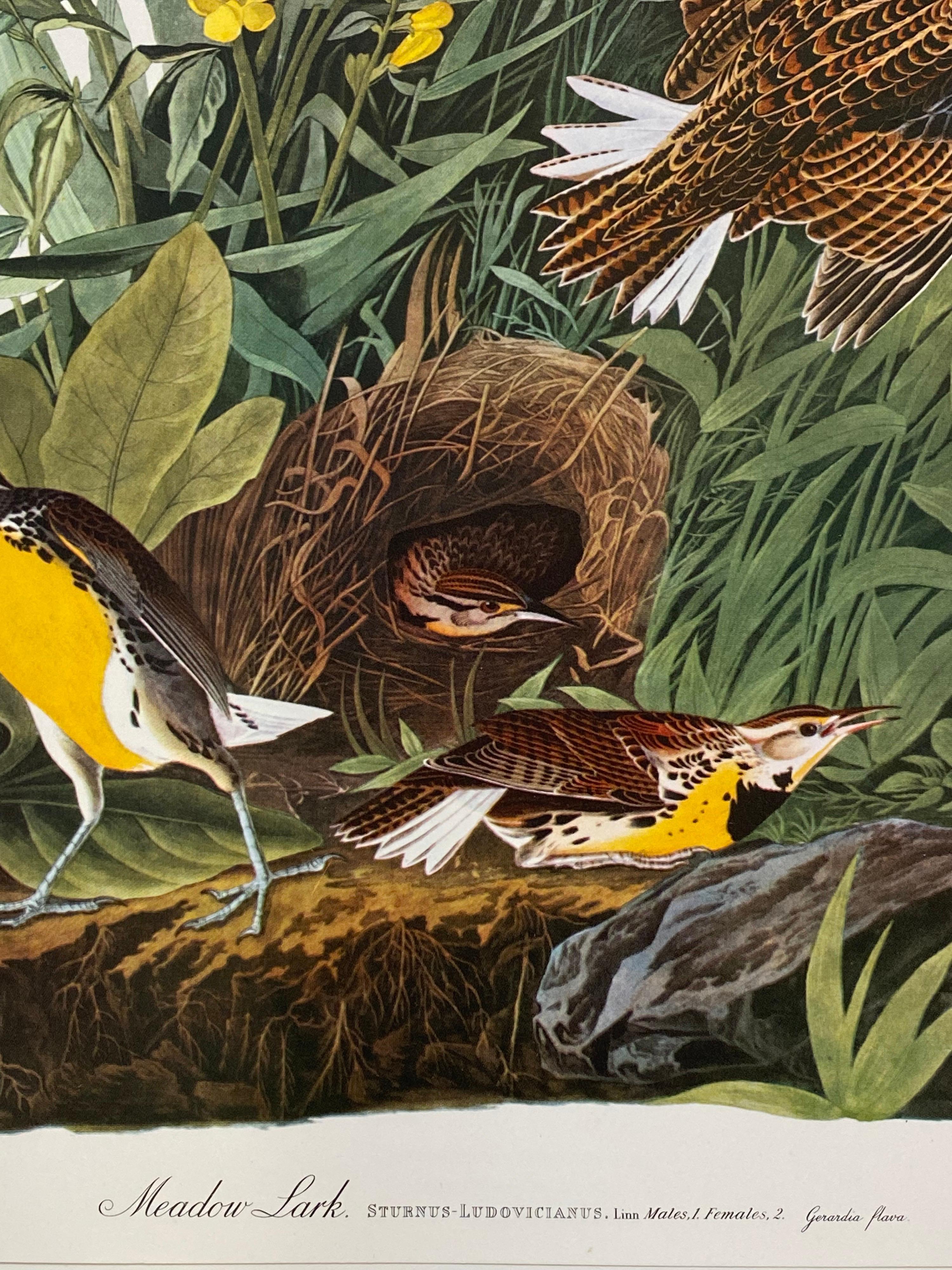 Grande estampe classique d'oiseau en couleurs after John James Audubon, alouette des champs - Beige Animal Print par Unknown